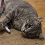 Finn, an adopted mixed breed in Richmond Hill, ON image 2/5