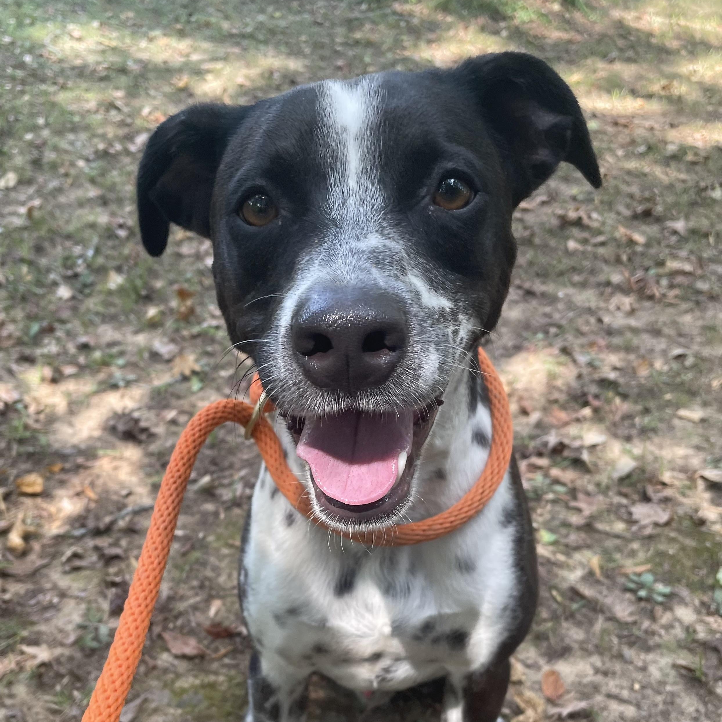 Jake, Adoptable, Adult Male Australian Cattle Dog / Blue Heeler.