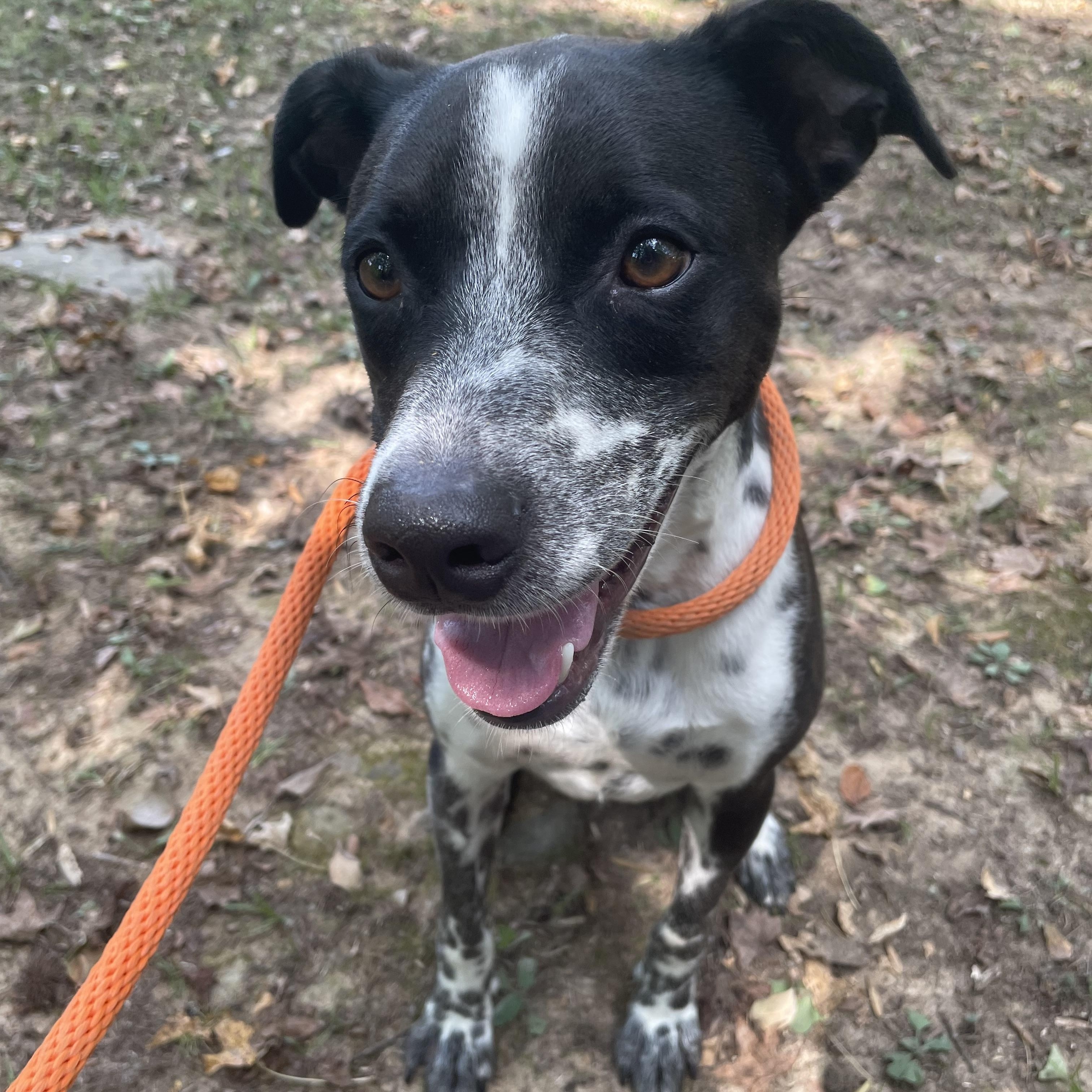Enlarge Jake, a Adoptable mixed breed in Heber Springs, AR image 4/6