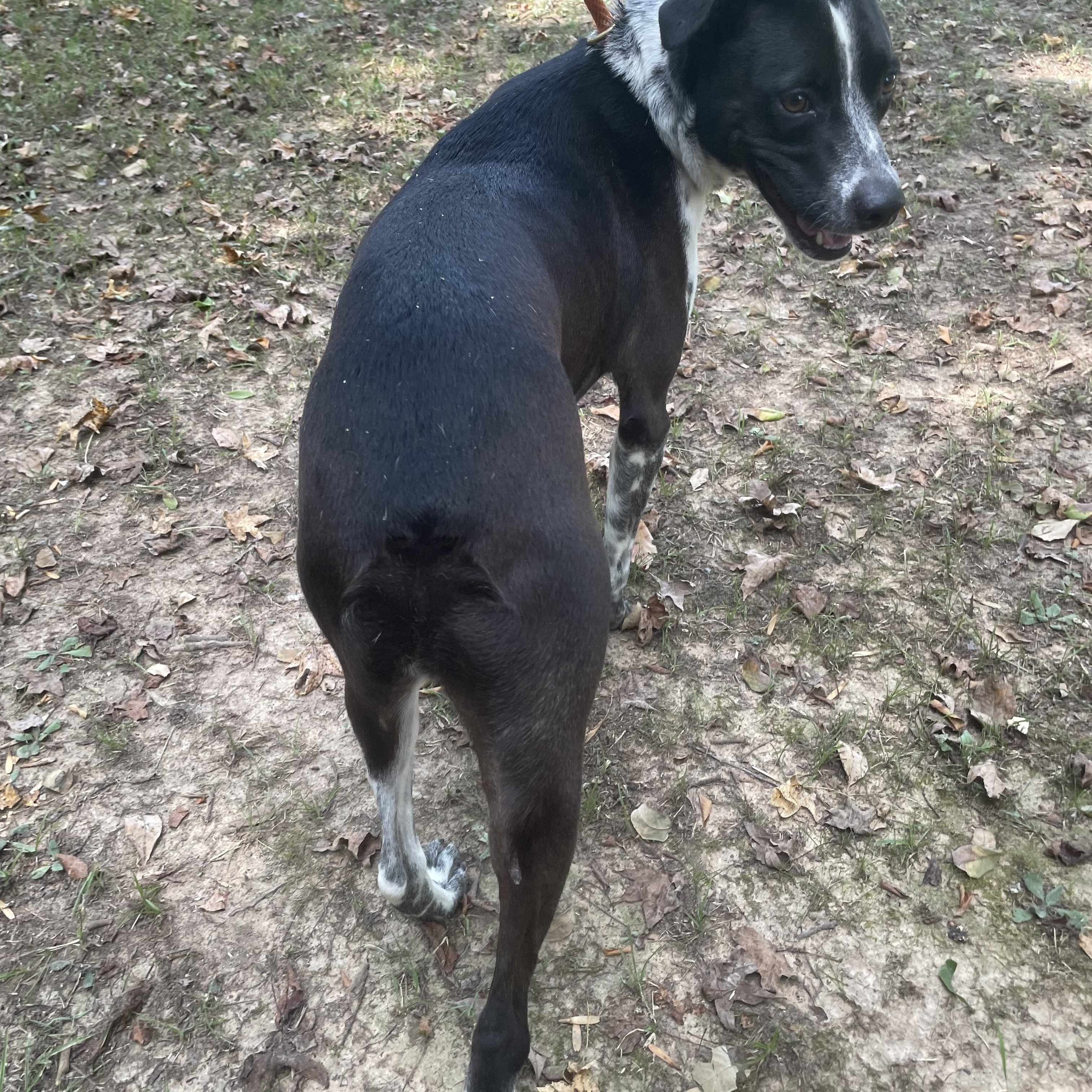 Enlarge Jake, a Adoptable mixed breed in Heber Springs, AR image 3/6