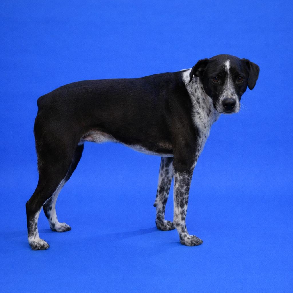 Jake, Adoptable, Adult Male Australian Cattle Dog / Blue Heeler.