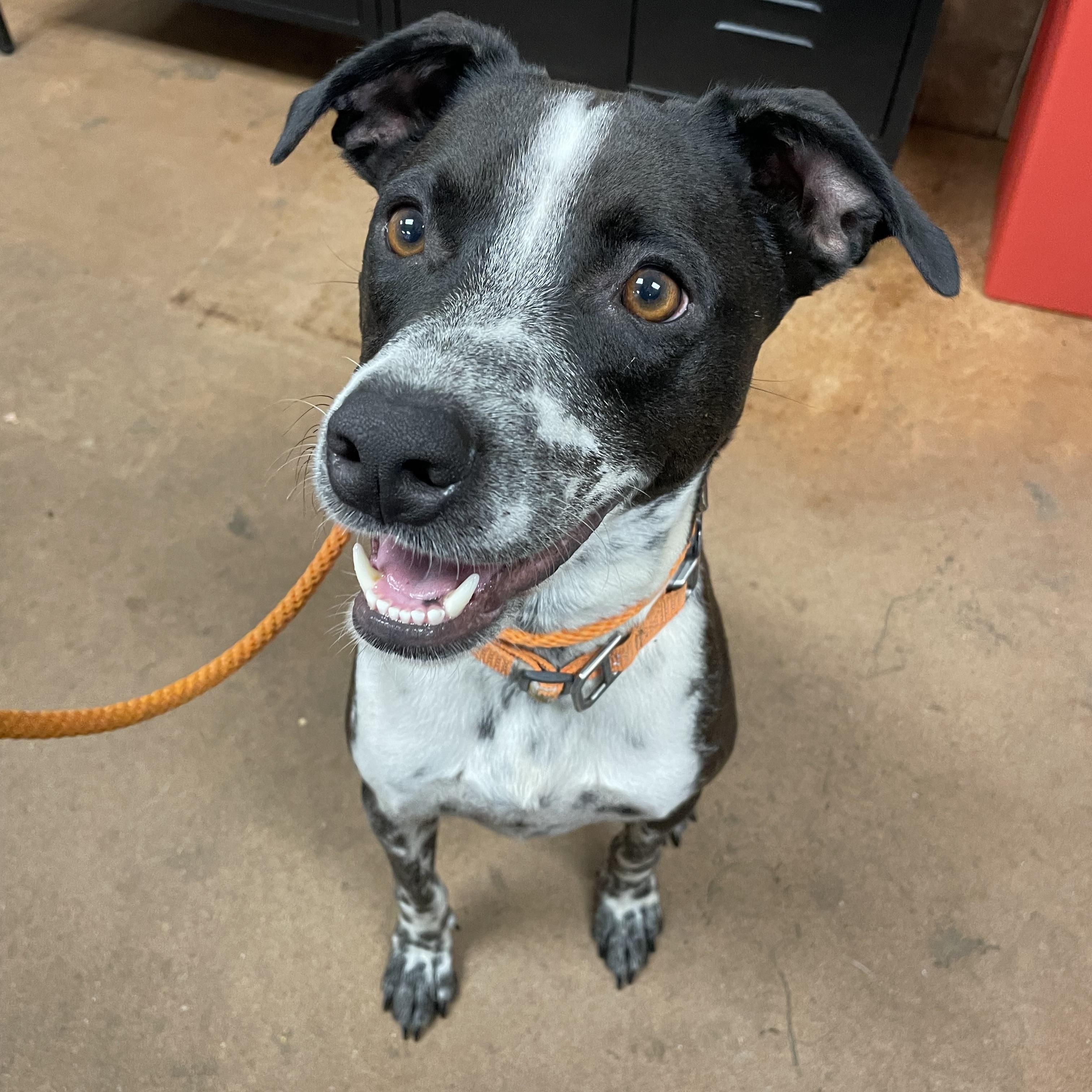 Enlarge Jake, a Adoptable mixed breed in Heber Springs, AR image 2/6