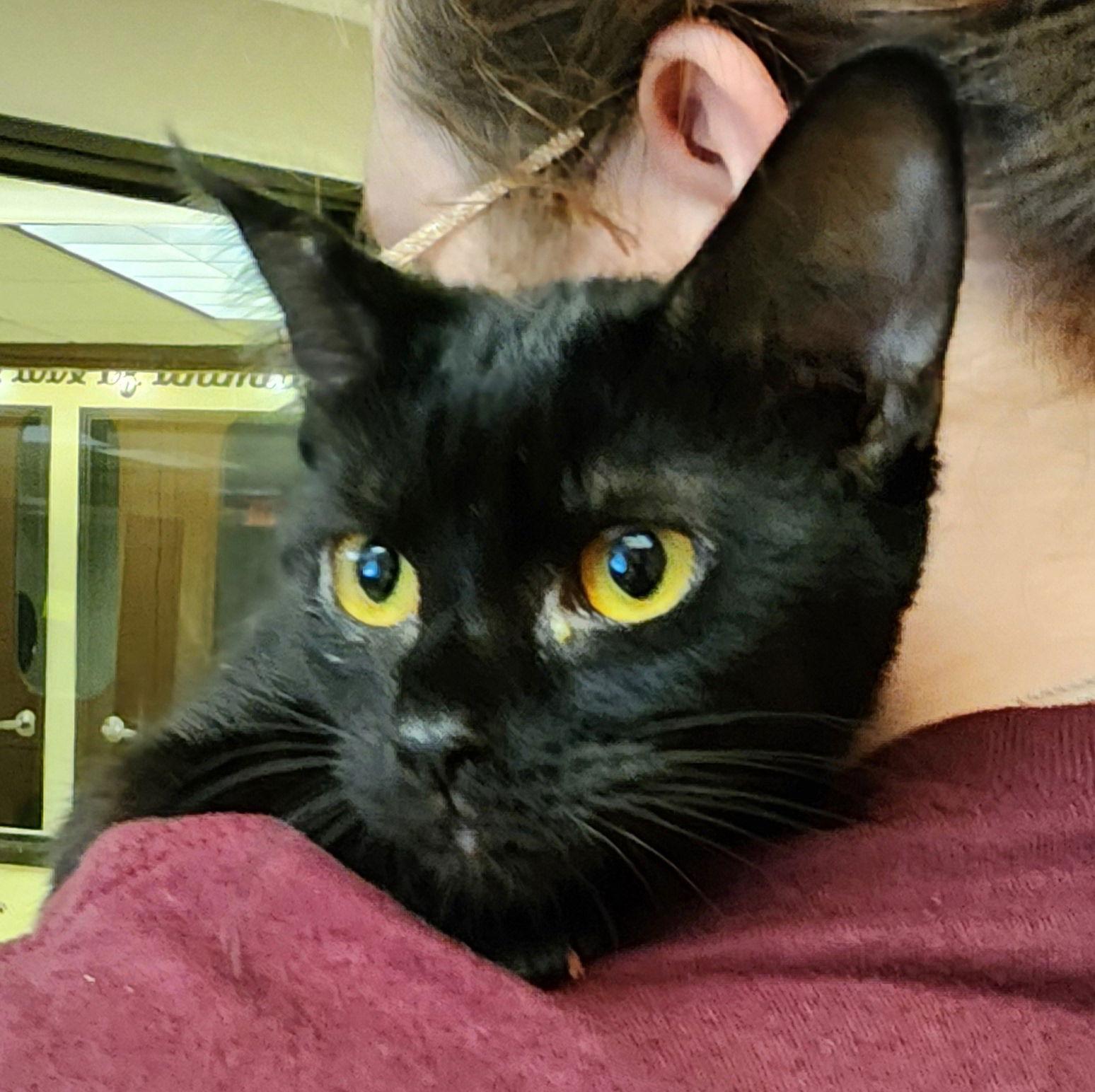 Layla, Adopted, Adult Female Domestic Short Hair.