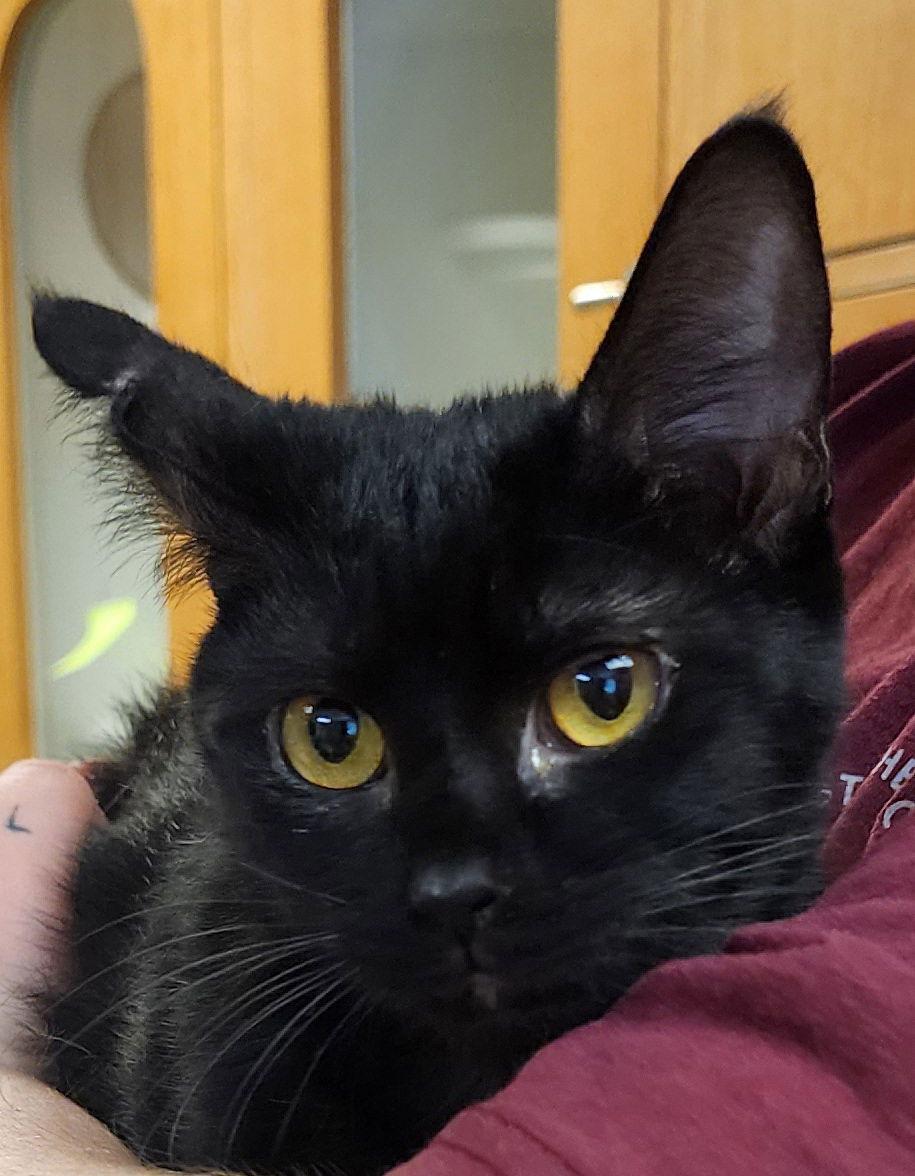 Enlarge Layla, a Adopted Domestic Short Hair in Greenfield, IN image 2/3