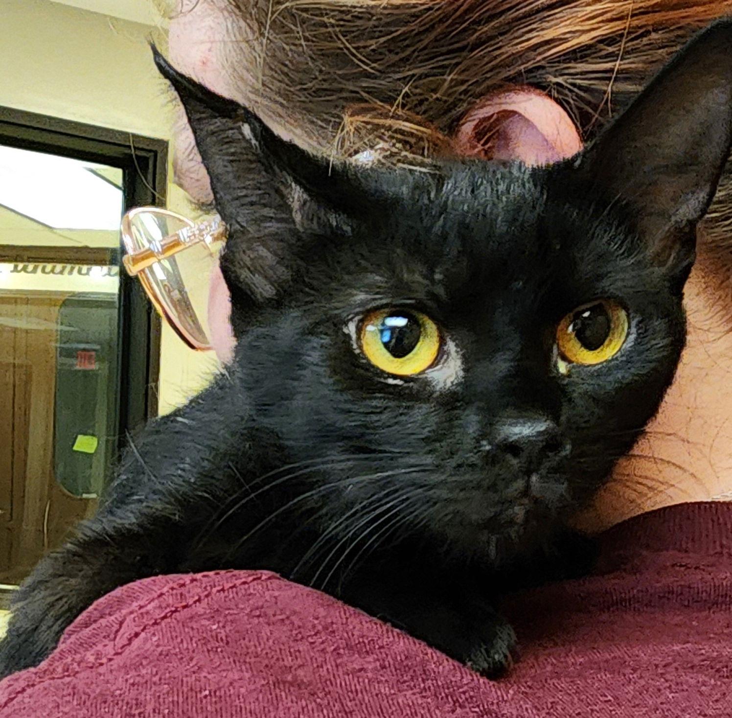 Enlarge Layla, a Adopted Domestic Short Hair in Greenfield, IN image 3/3