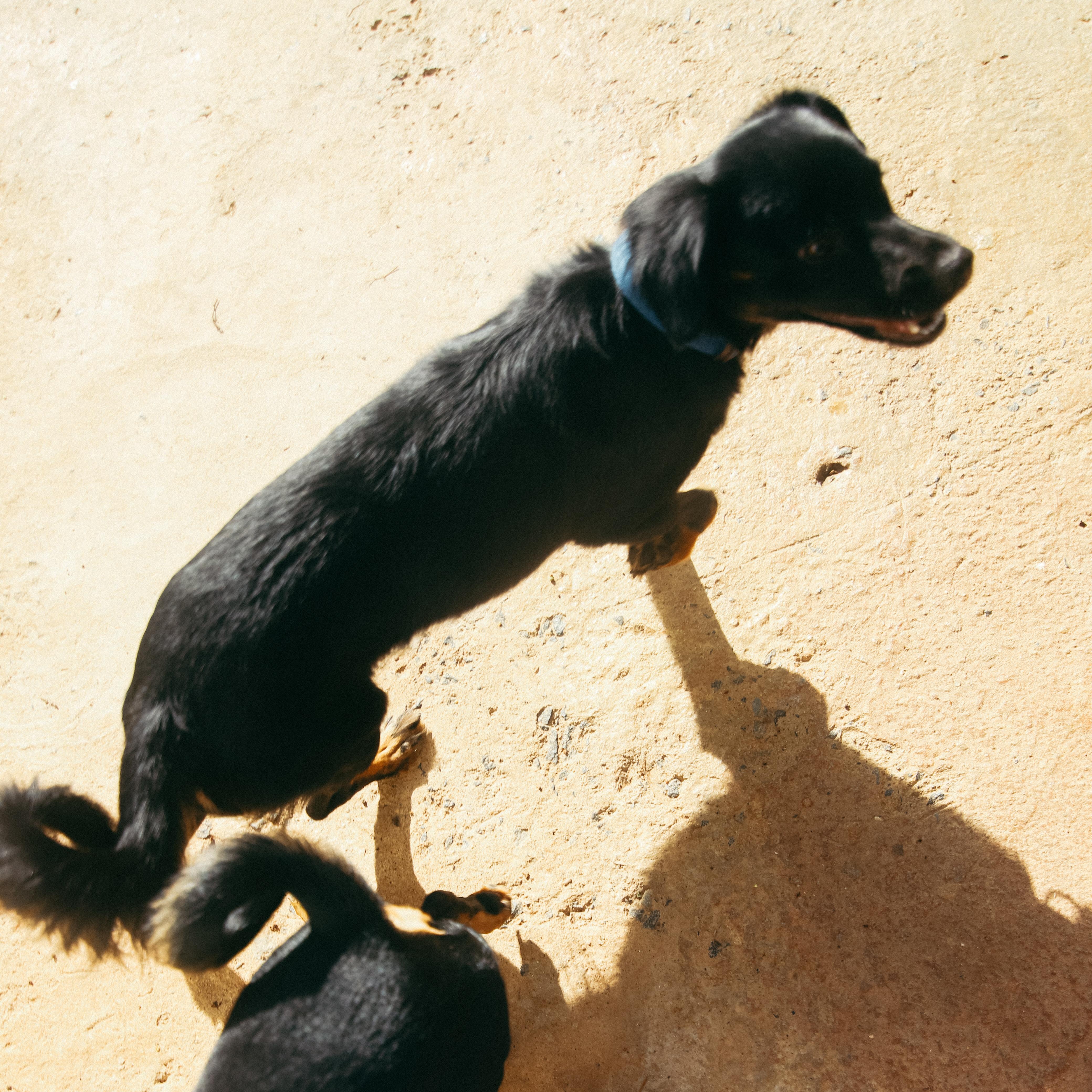 Enlarge Smoke, a Adoptable Mixed Breed in San Juan, PR image 5/6