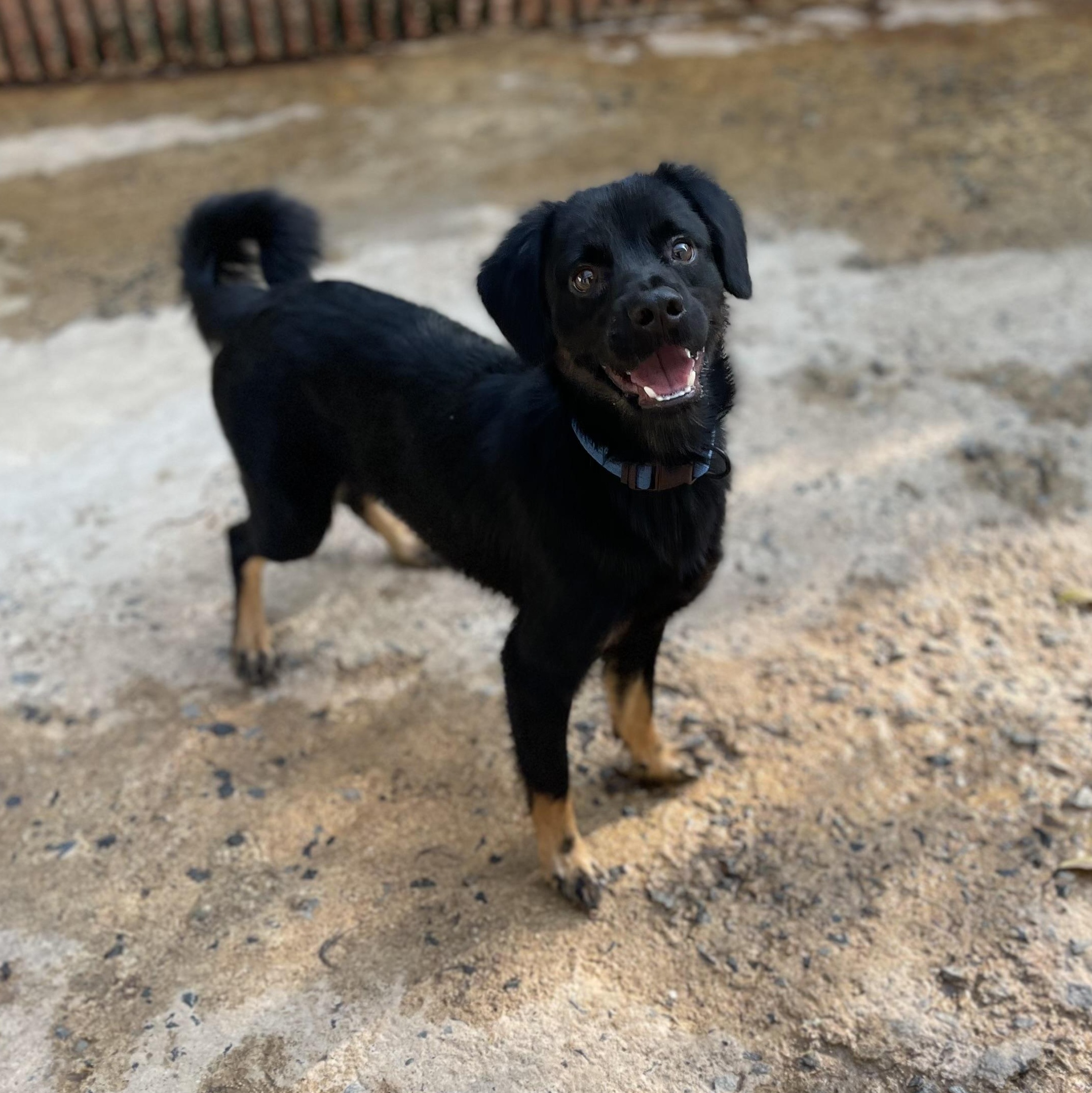 Enlarge Smoke, a Adoptable Mixed Breed in San Juan, PR image 1/6