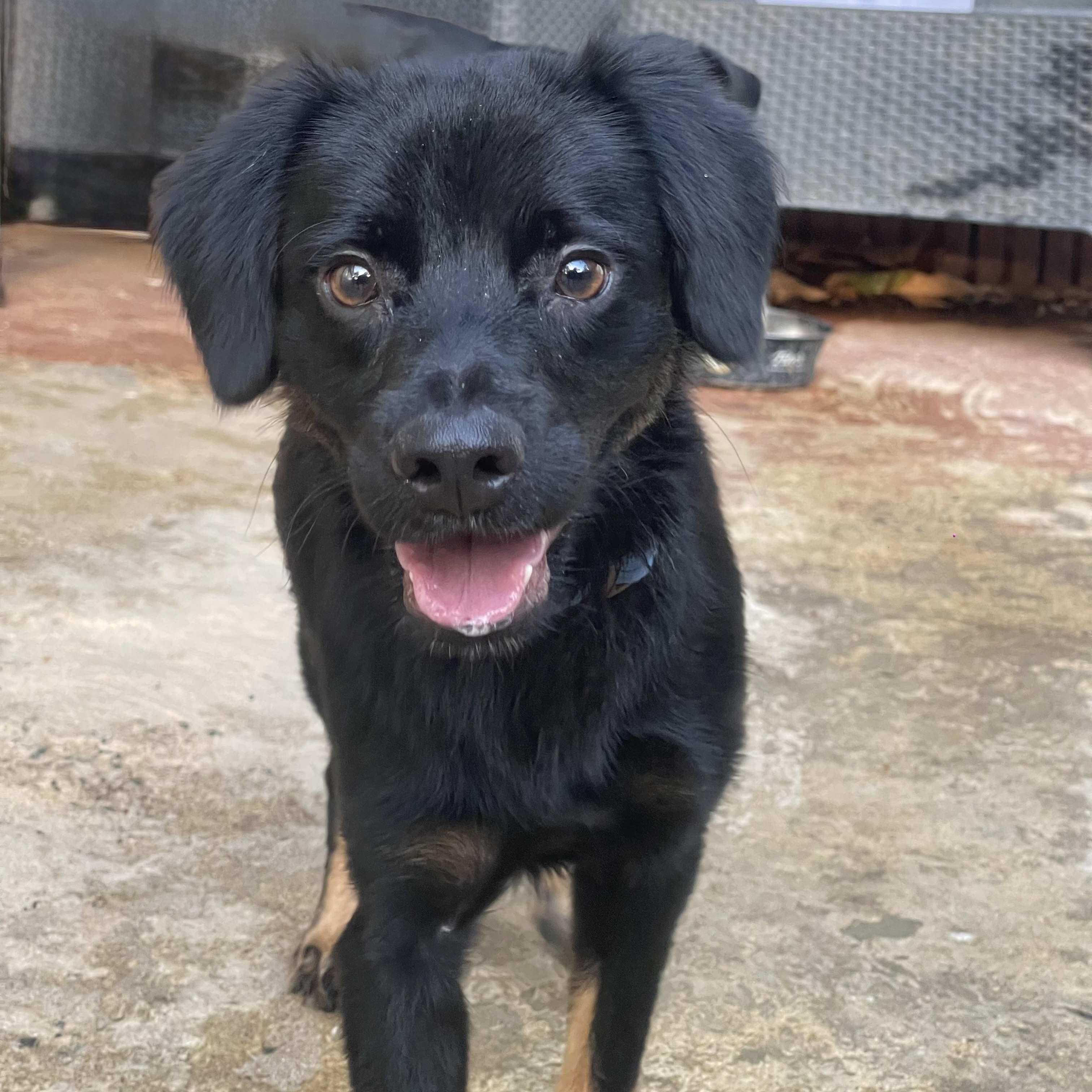 Smoke, ADOPTABLE, Young Male Mixed Breed.
