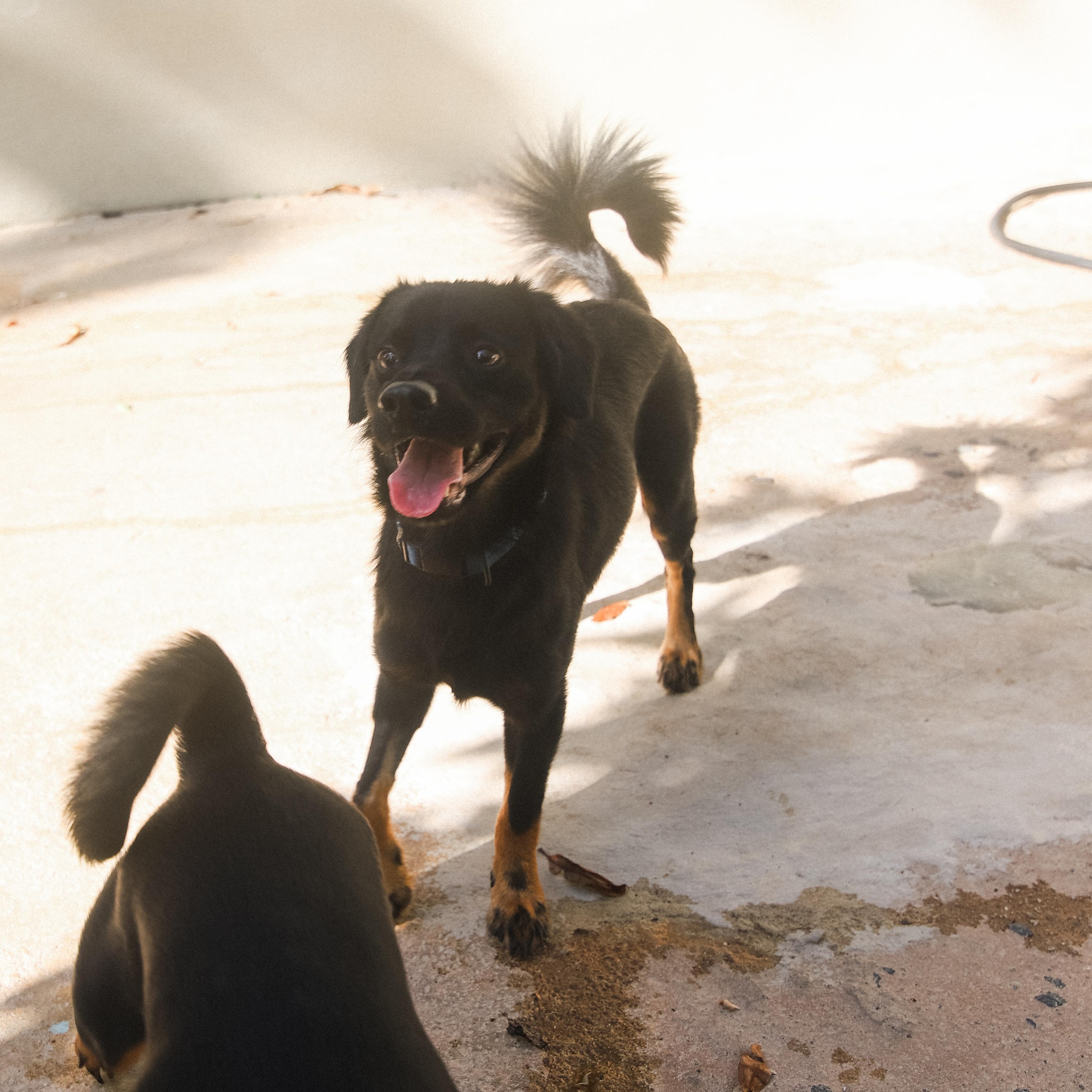 Enlarge Smoke, a Adoptable Mixed Breed in San Juan, PR image 2/6