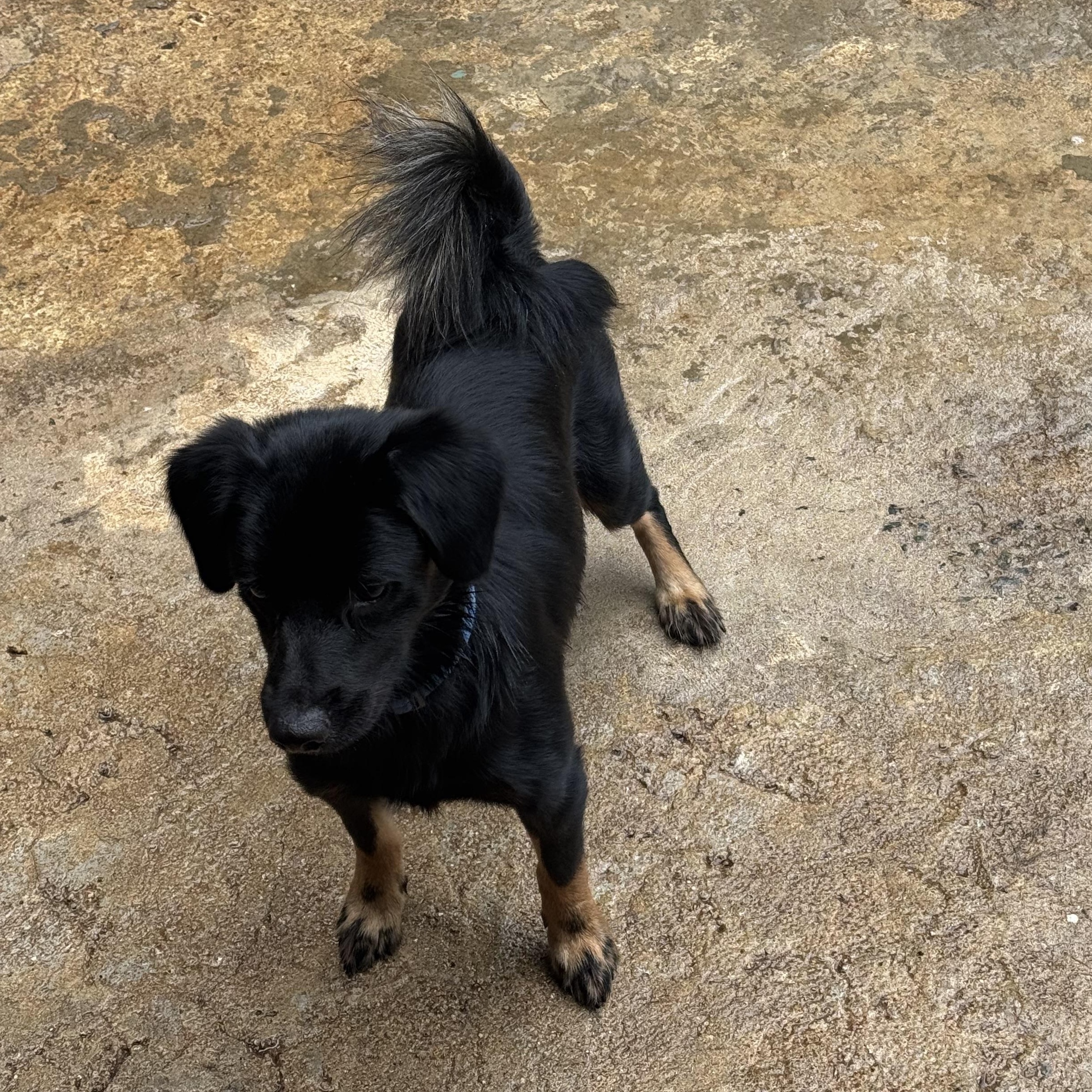 Enlarge Smoke, a Adoptable Mixed Breed in San Juan, PR image 6/6