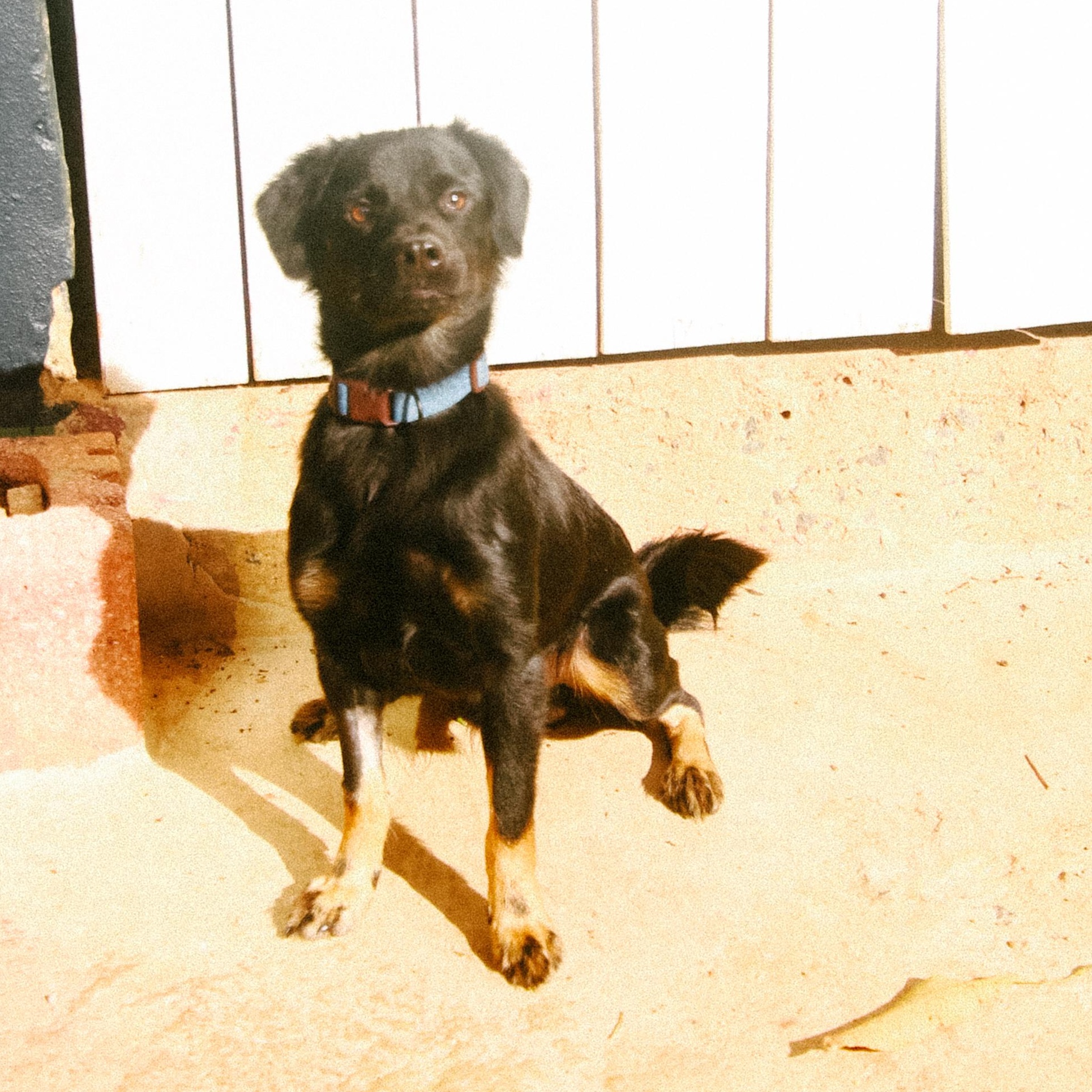 Enlarge Smoke, a Adoptable Mixed Breed in San Juan, PR image 3/6