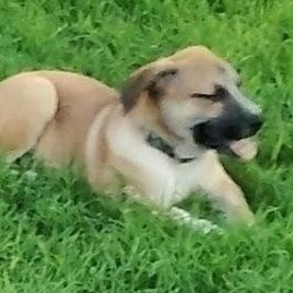 Half Pint, adopted, Puppy Male Mixed Breed.