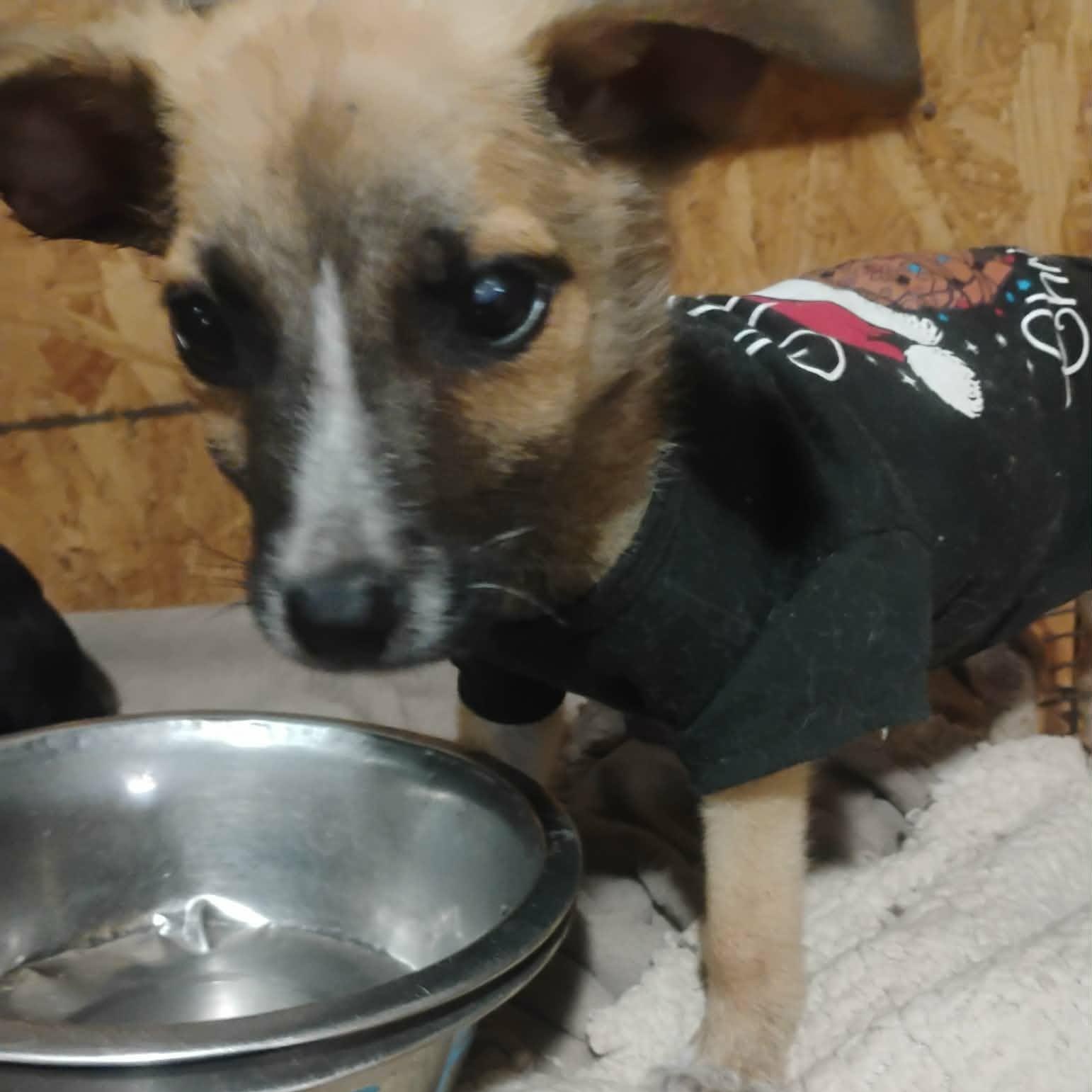 Half Pint, an adopted mixed breed in Paramus, NJ image 4/6