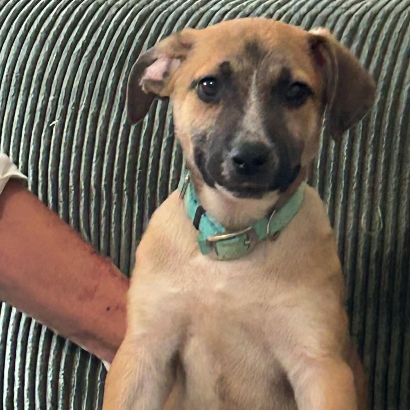 Half Pint, an adopted mixed breed in Paramus, NJ image 2/6