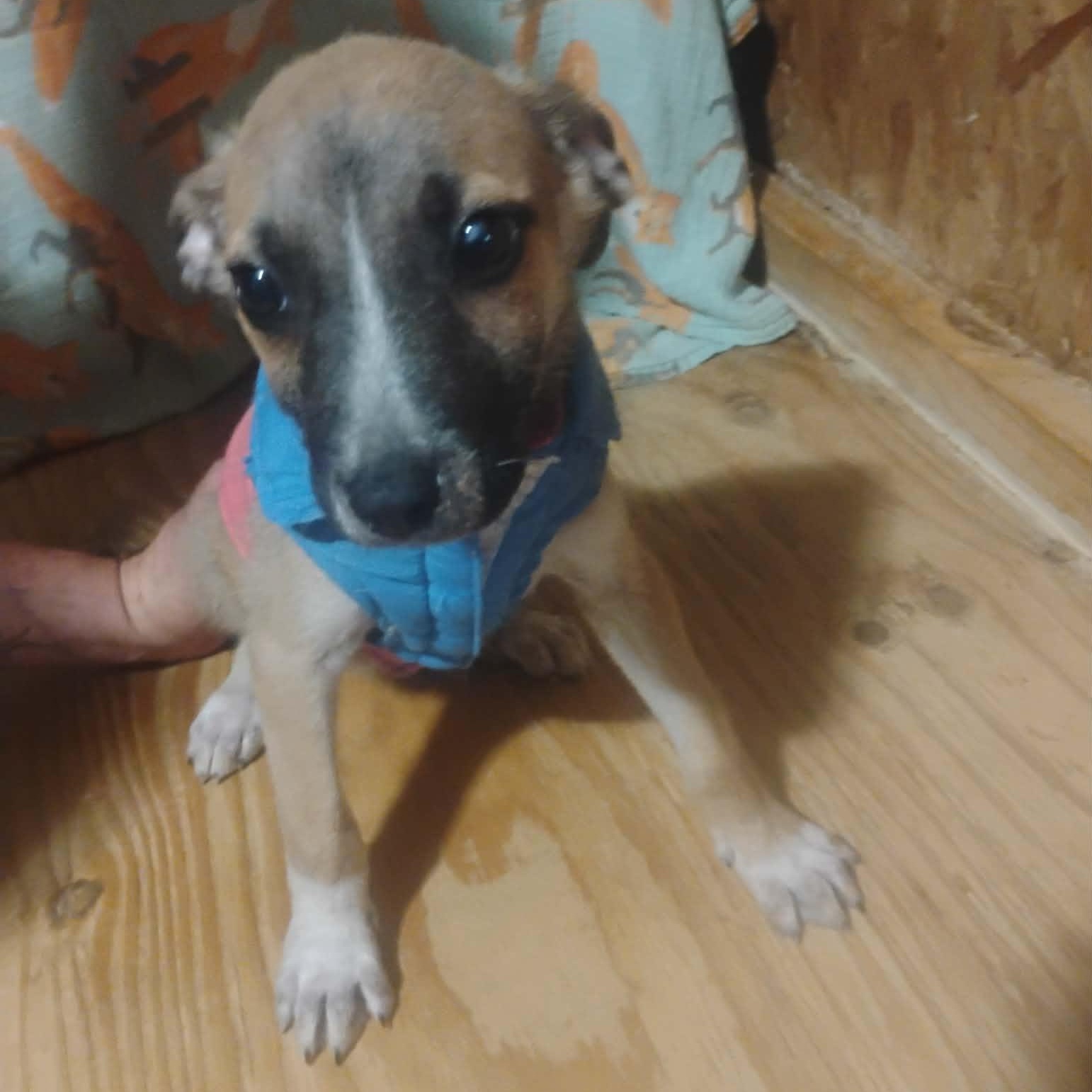 Half Pint, an adopted mixed breed in Paramus, NJ image 6/6