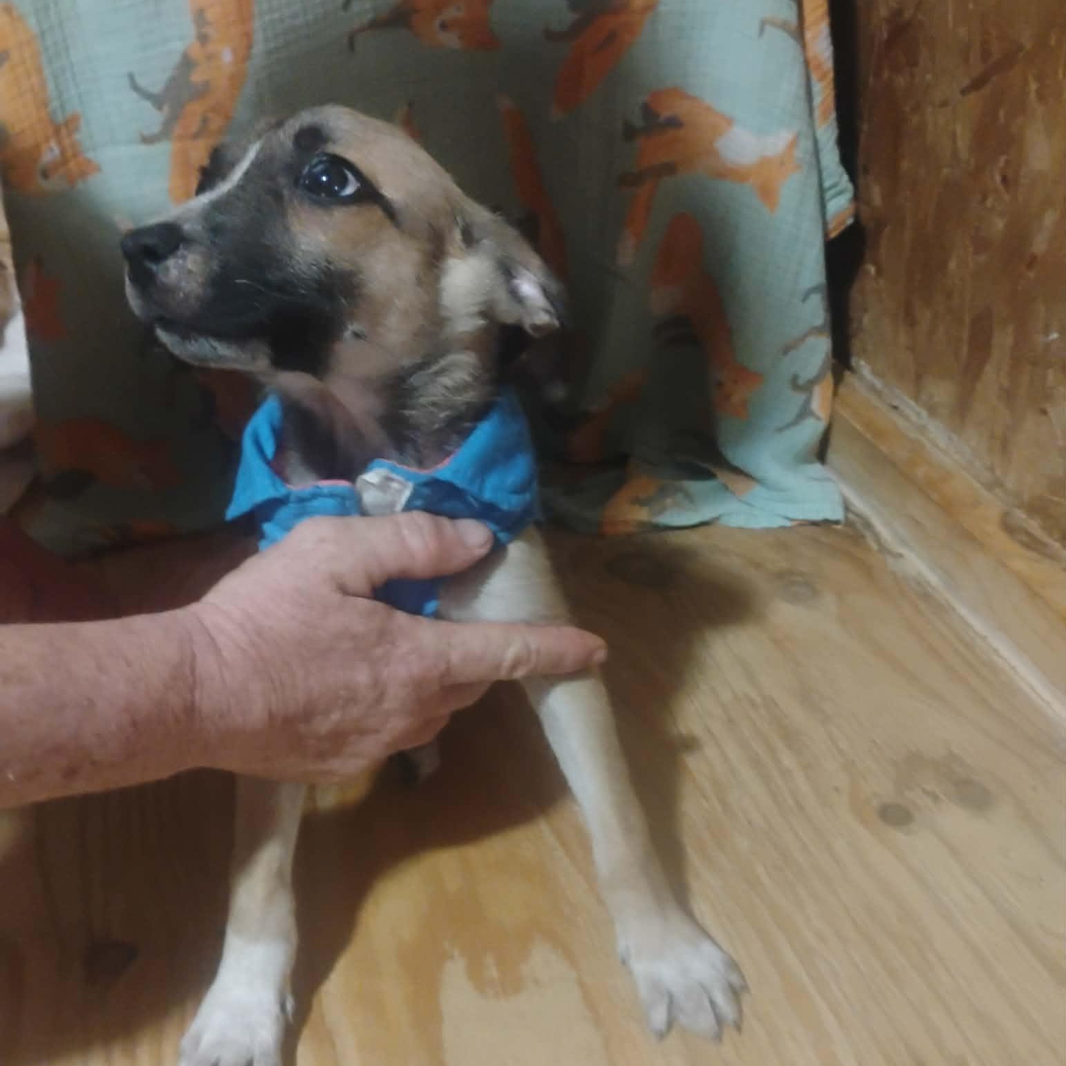 Half Pint, an adopted mixed breed in Paramus, NJ image 5/6
