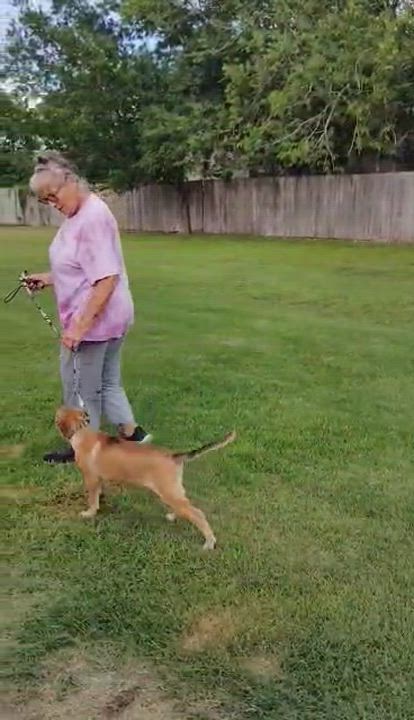 Enlarge Half Pint, an adopted mixed breed in Paramus, NJ video 3/6