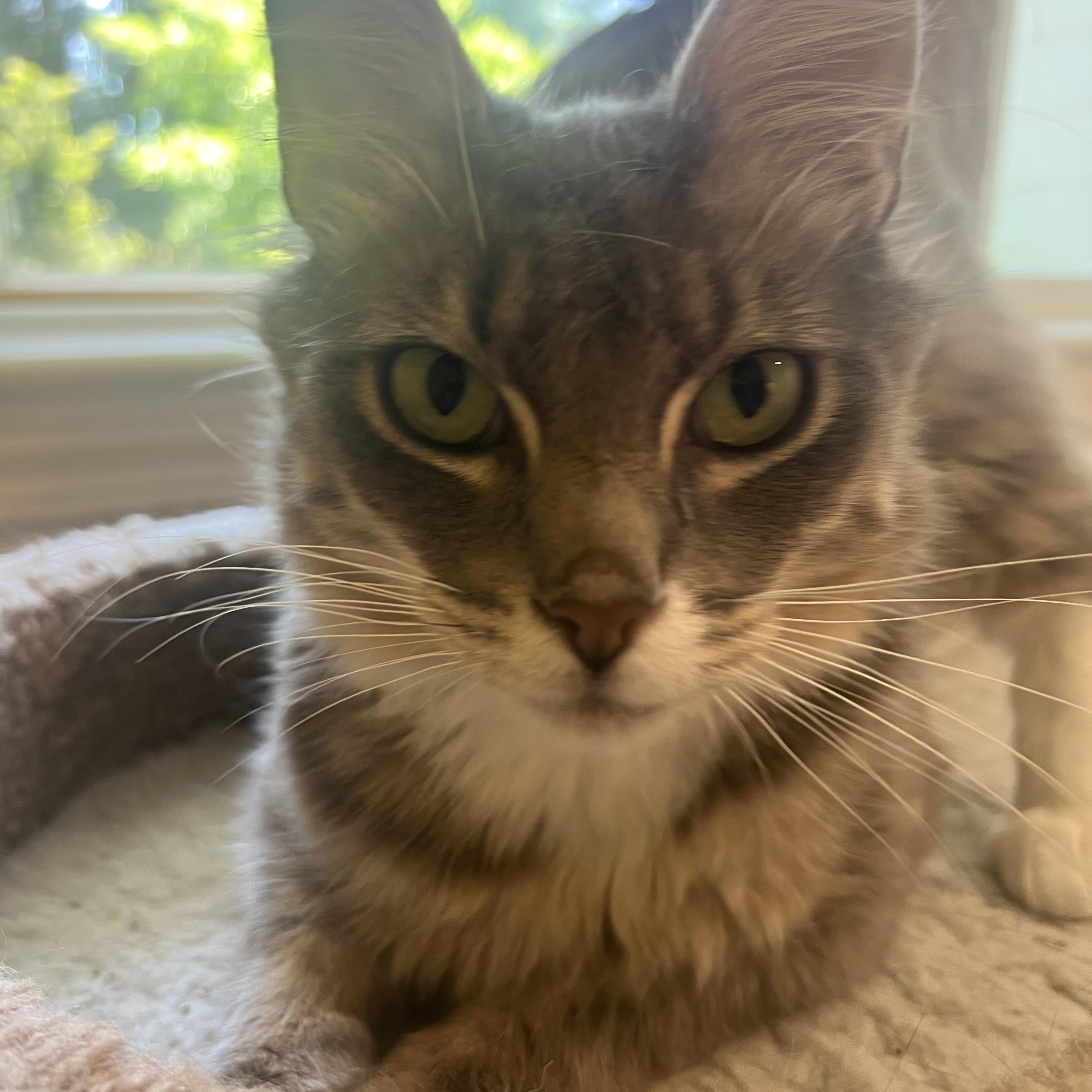 HARRY-(jan), Adoptable, Adult Male Domestic Medium Hair & Tabby.