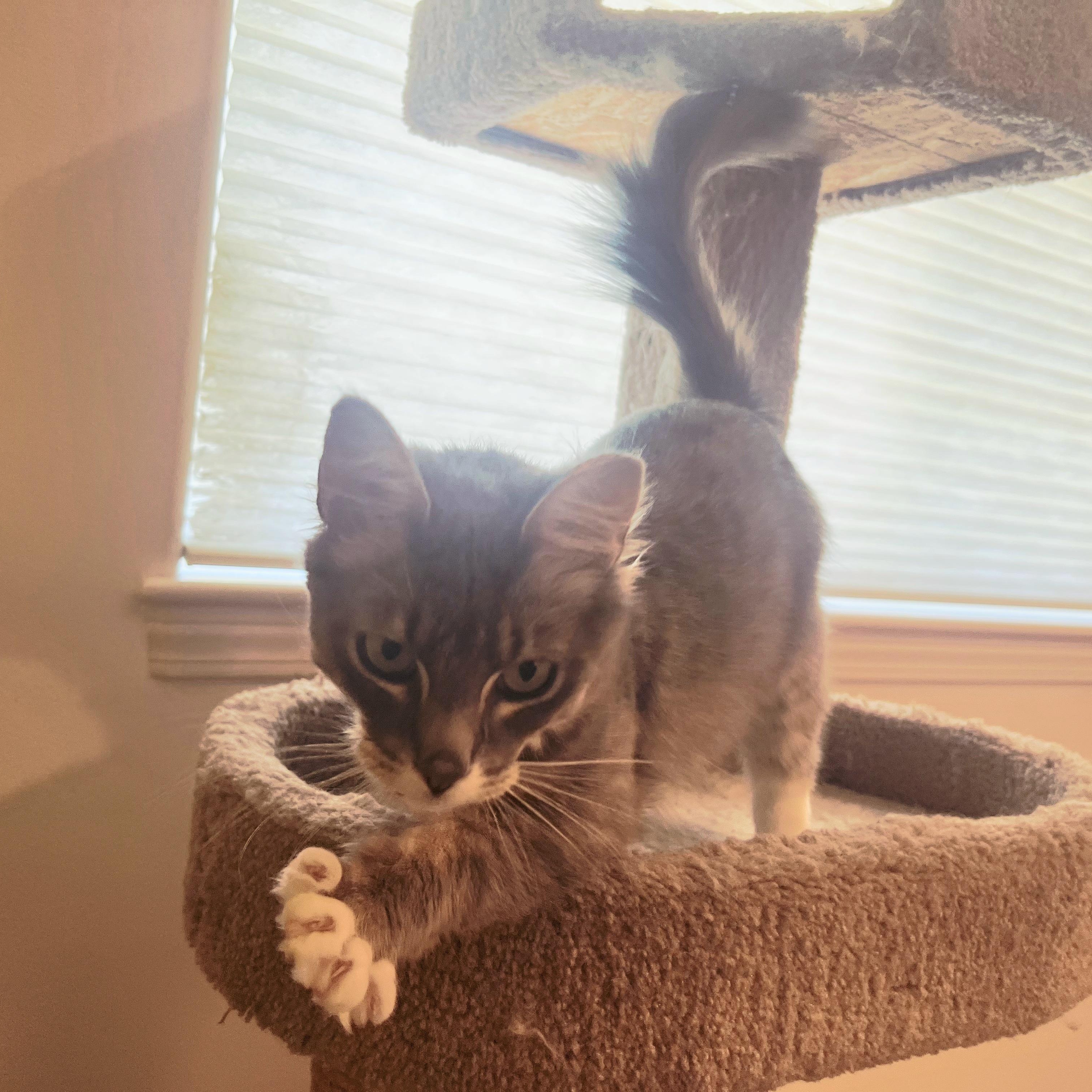 HARRY-jan, Adoptable, Adult Male Domestic Medium Hair & Tabby.