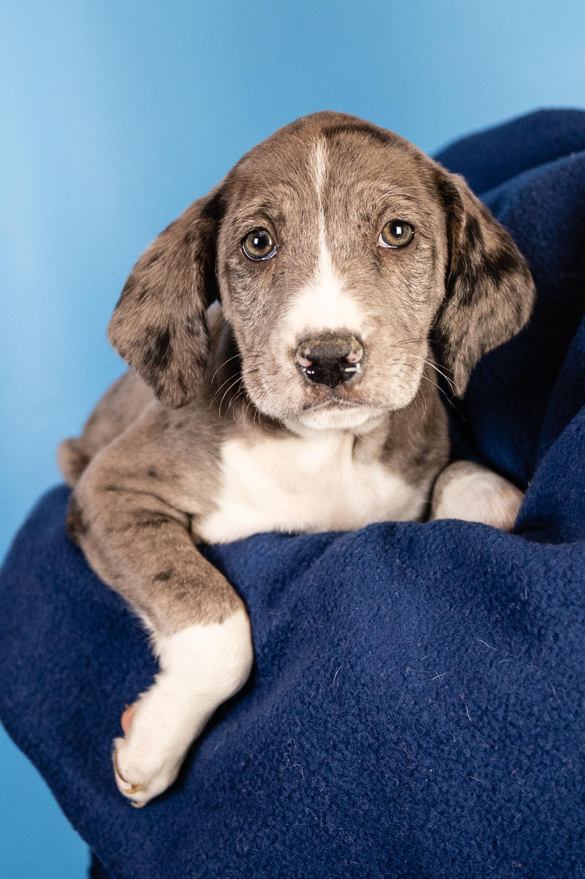 Enlarge Clark, an adopted mixed breed in Minneapolis, MN image 4/4