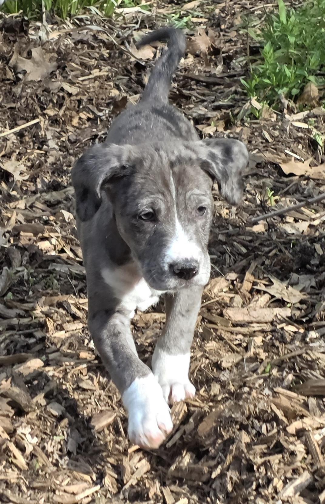 Enlarge Clark, an adopted mixed breed in Minneapolis, MN image 3/4