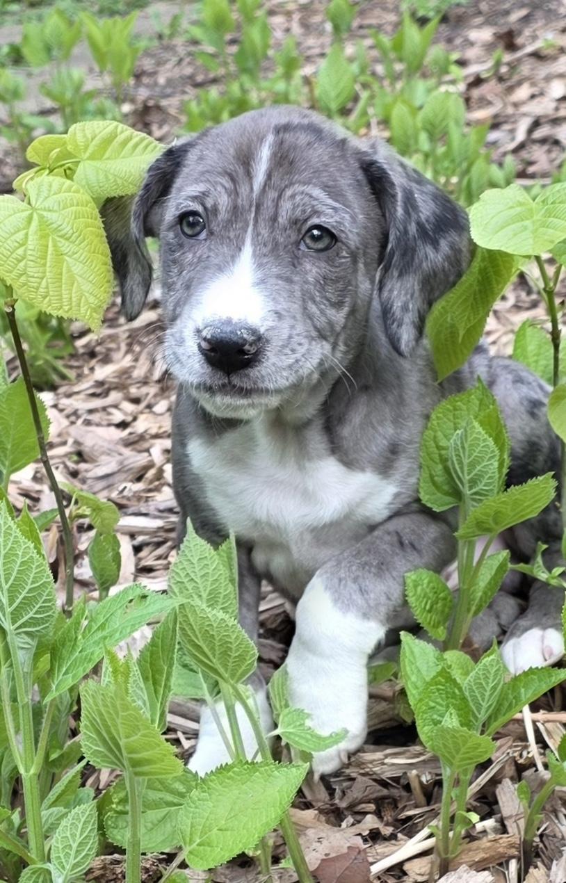 Enlarge Clark, an adopted mixed breed in Minneapolis, MN image 1/4