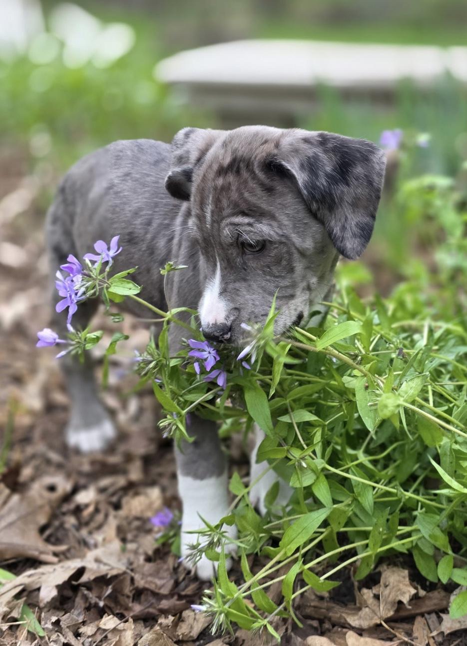 Enlarge Clark, an adopted mixed breed in Minneapolis, MN image 2/4