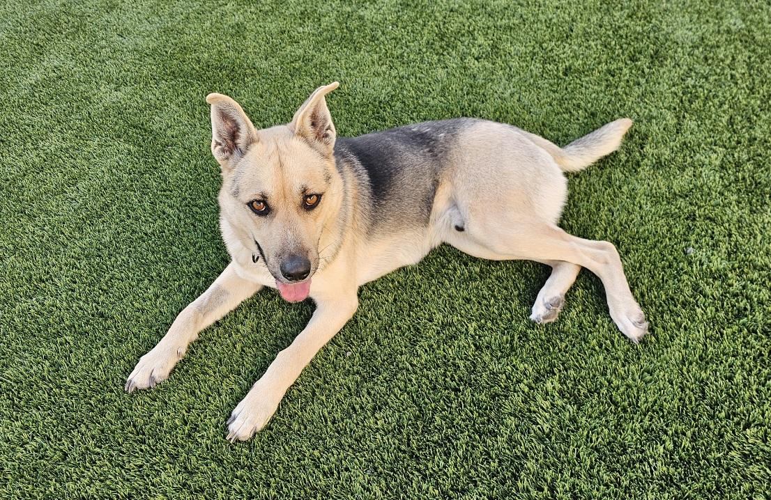 Enlarge Zippy, a ADOPTABLE mixed breed in Eagle, ID image 2/3