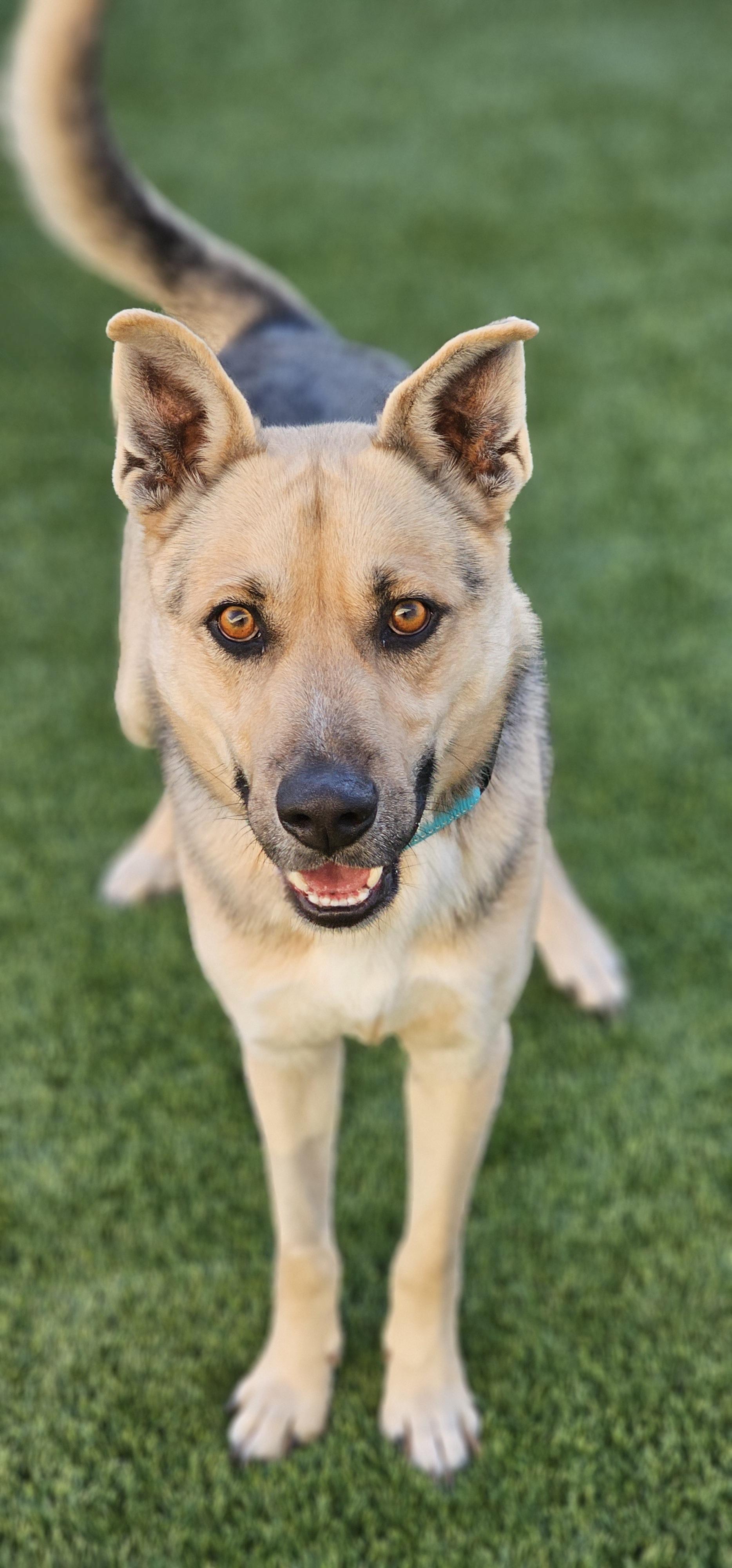 Enlarge Zippy, a ADOPTABLE mixed breed in Eagle, ID image 1/3