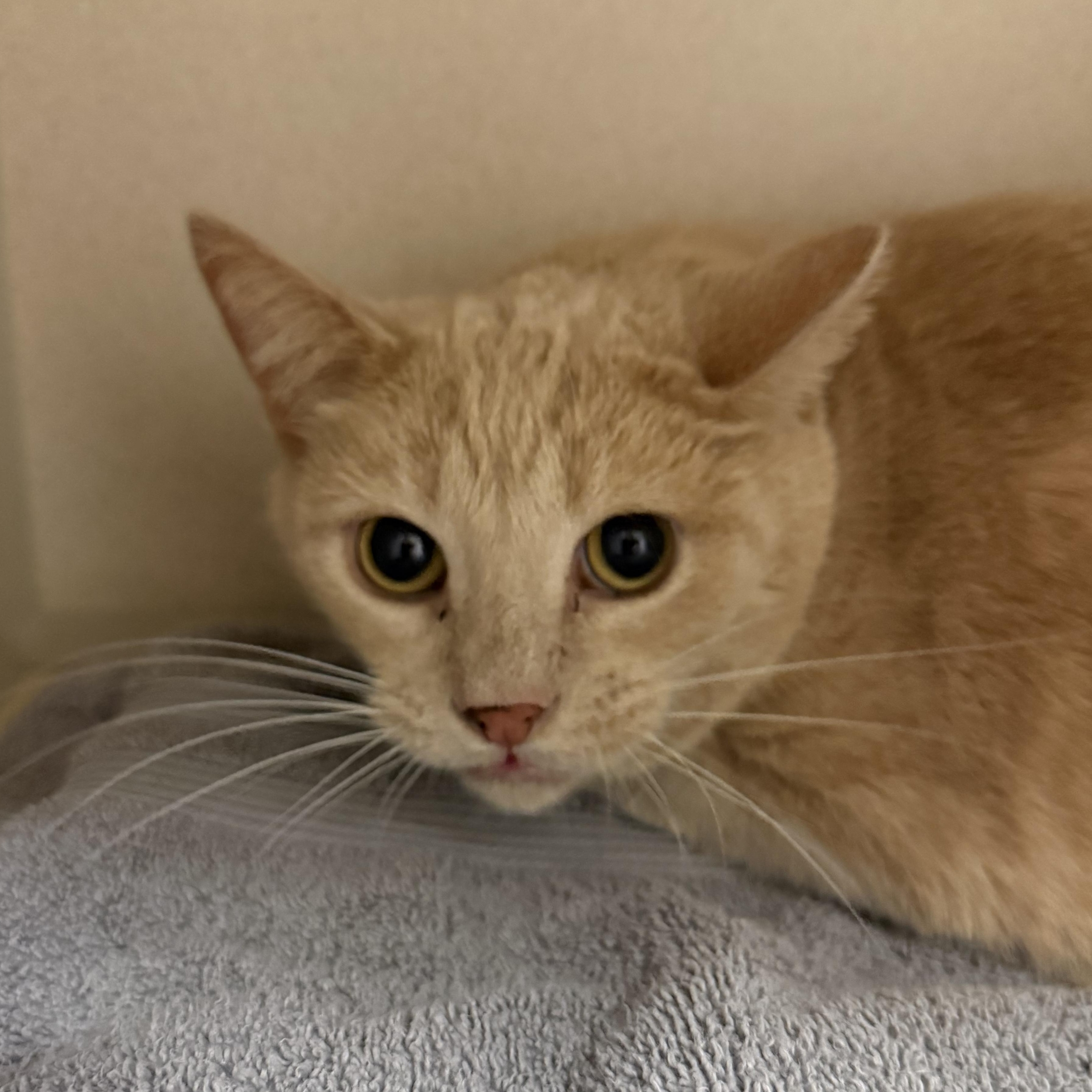 Enlarge Gus, a Adoptable Domestic Short Hair in Kearney, NE image 1/1