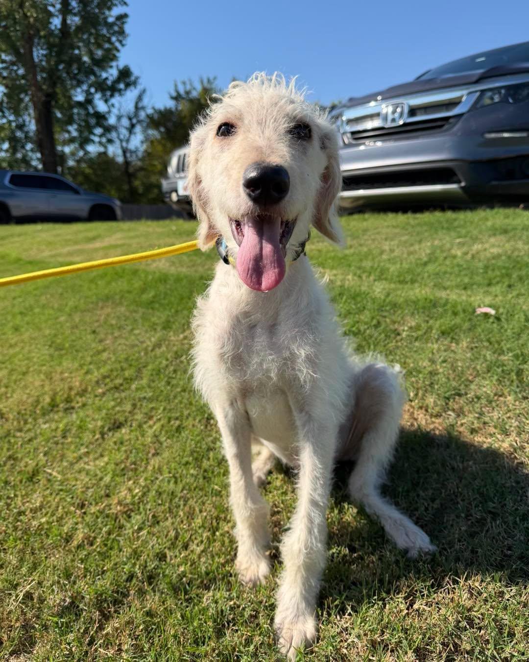 Enlarge Clark, a Adoptable mixed breed in Bixby, OK image 1/3