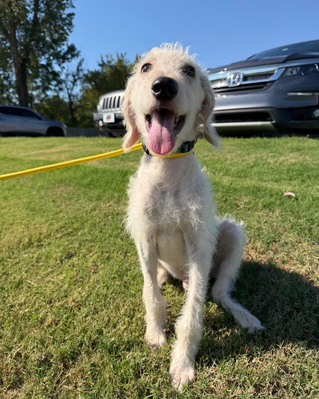 Enlarge Clark, a Adoptable mixed breed in Bixby, OK image 2/3