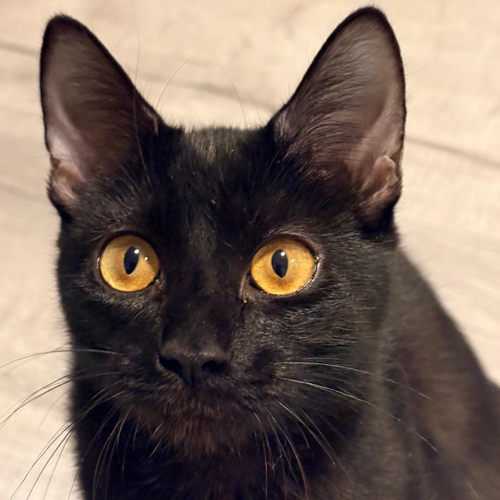 Enlarge Jessica, a Adoptable Domestic Short Hair in Brevard, NC image 5/5