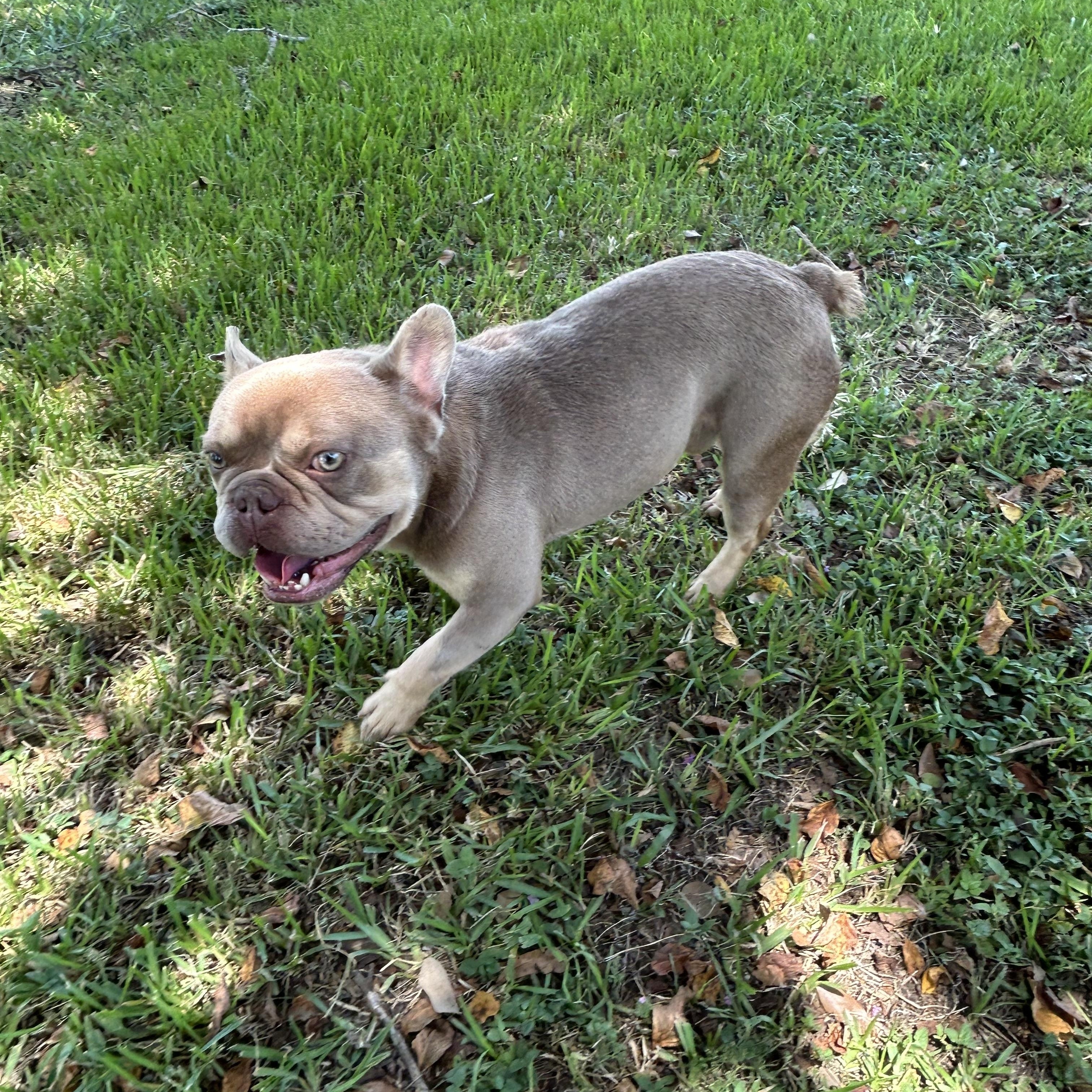 Enlarge Winston, an adopted mixed breed in Friendswood, TX image 2/2