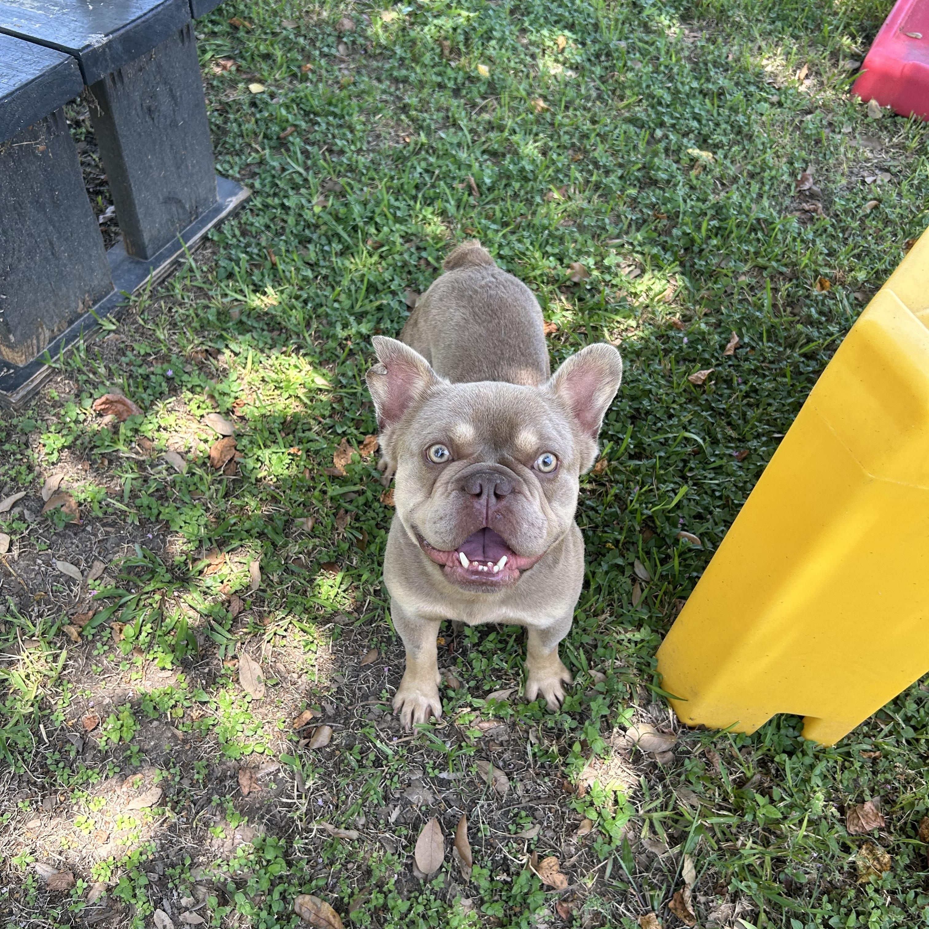 Enlarge Winston, an adopted mixed breed in Friendswood, TX image 1/2