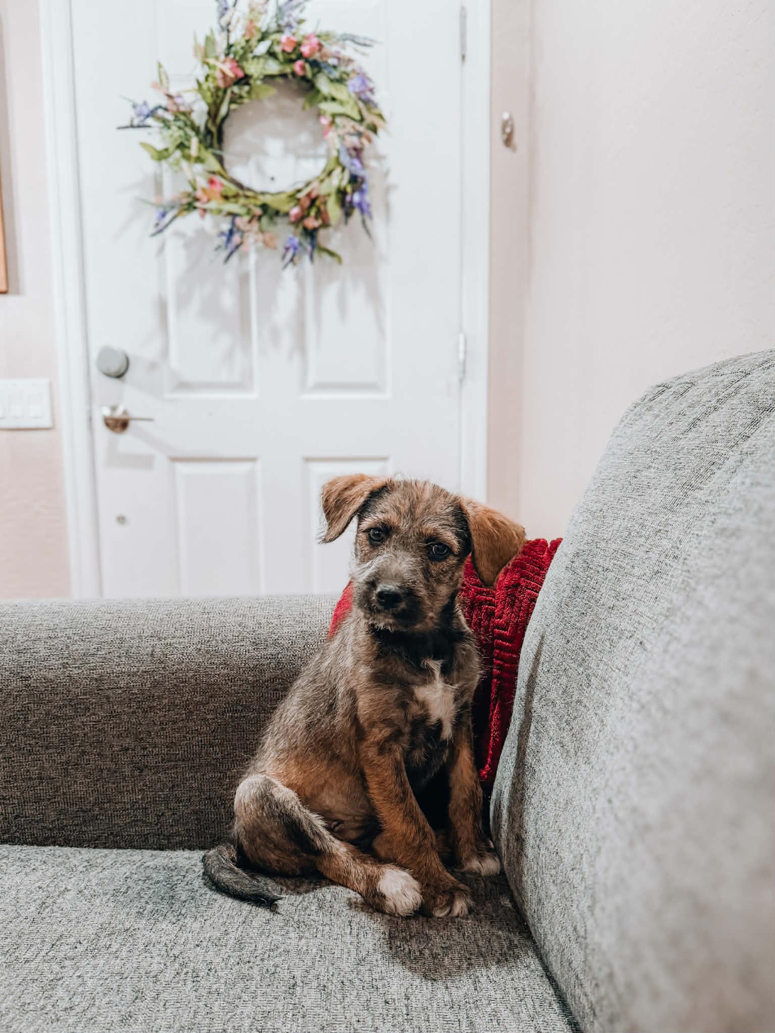 Lottie, ADOPTABLE, Puppy Female Terrier.