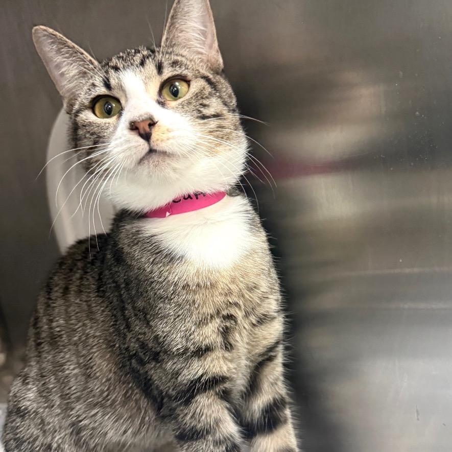 Cappuccino, Adoptable, Young Female Domestic Short Hair.