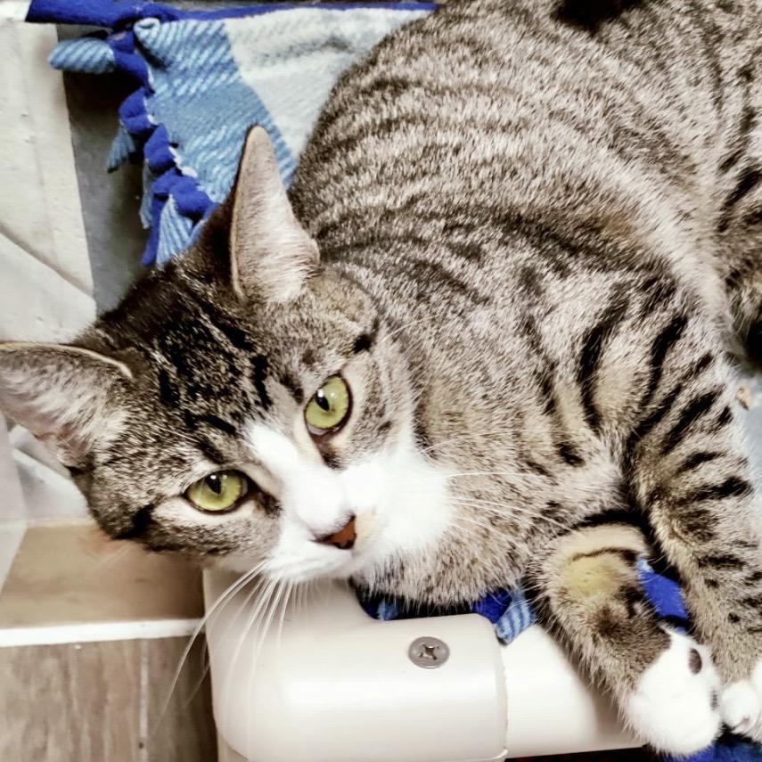 Enlarge Cappuccino, a Adoptable Domestic Short Hair in Lakeland, FL image 2/2