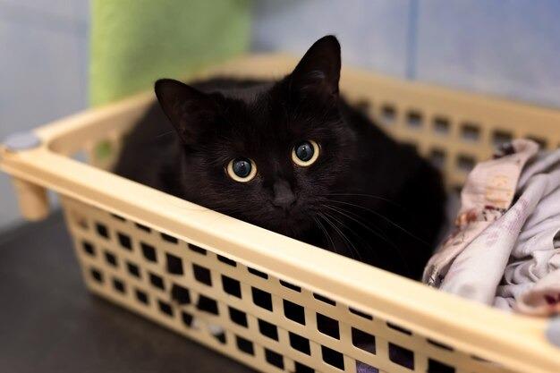 Enlarge Cassie, a Adoptable mixed breed in Seagoville, TX image 1/4