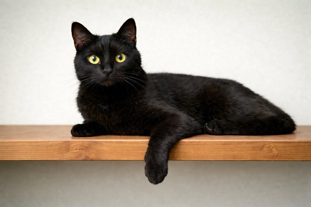 Enlarge Cassie, a Adoptable mixed breed in Seagoville, TX image 2/4