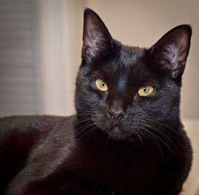 Enlarge Cassie, a Adoptable mixed breed in Seagoville, TX image 3/4