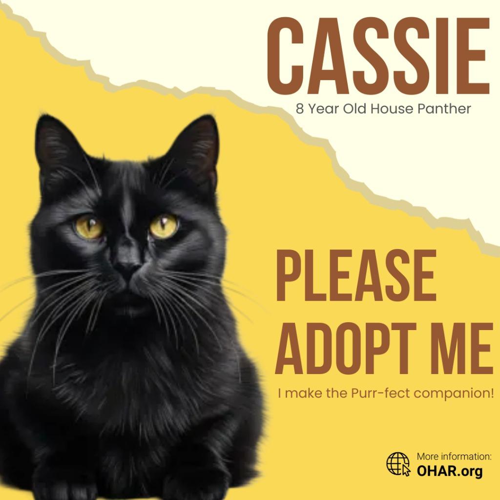 Enlarge Cassie, a Adoptable mixed breed in Seagoville, TX image 4/4