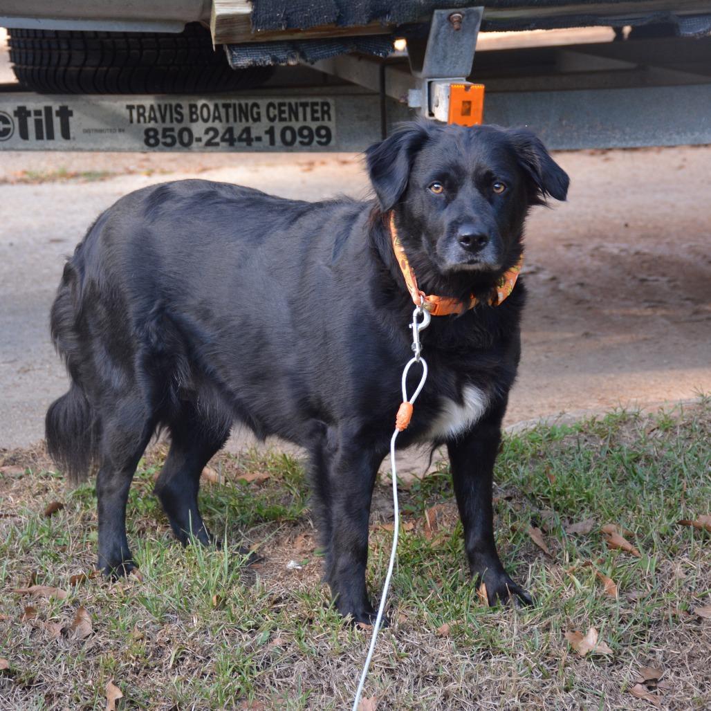 Missy, Adoptable, Adult Female Border Collie & Black Labrador Retriever.