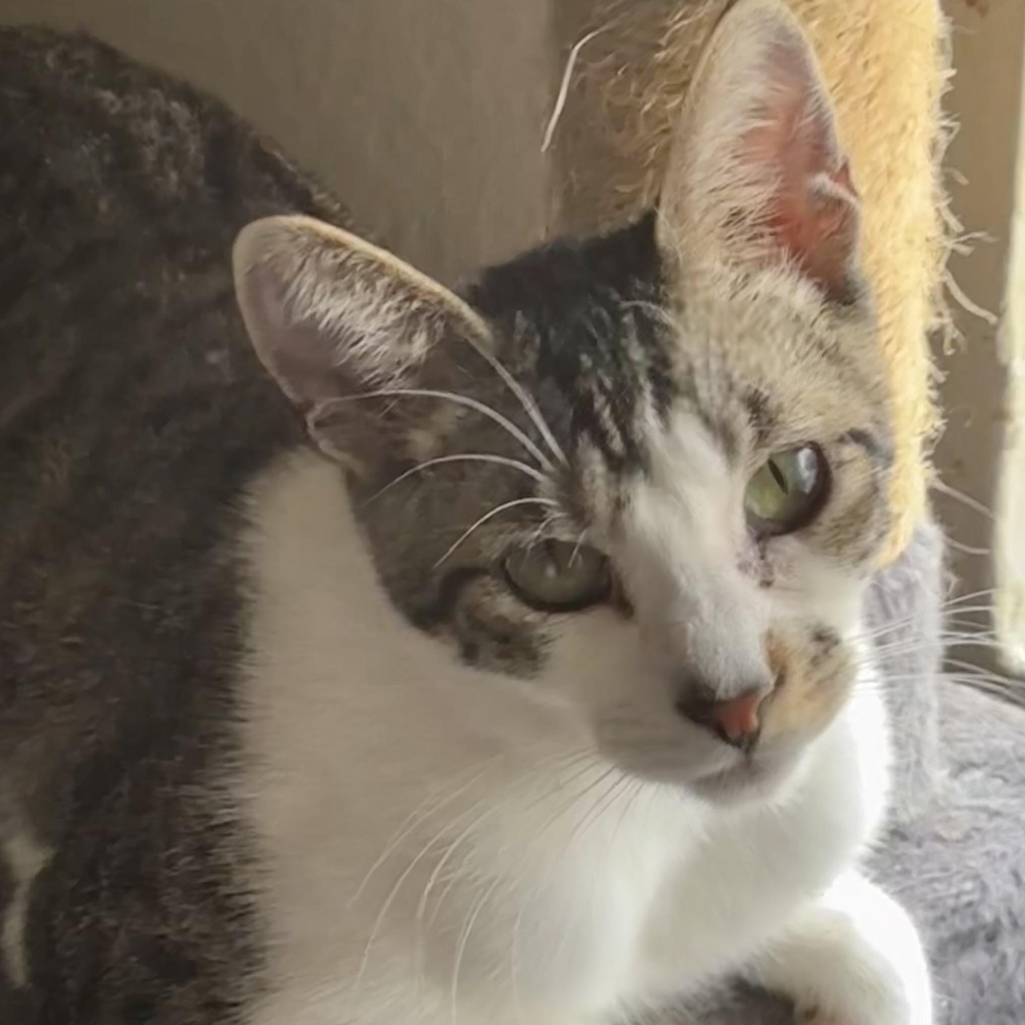 Buzz, Adoptable, Young Male American Shorthair.