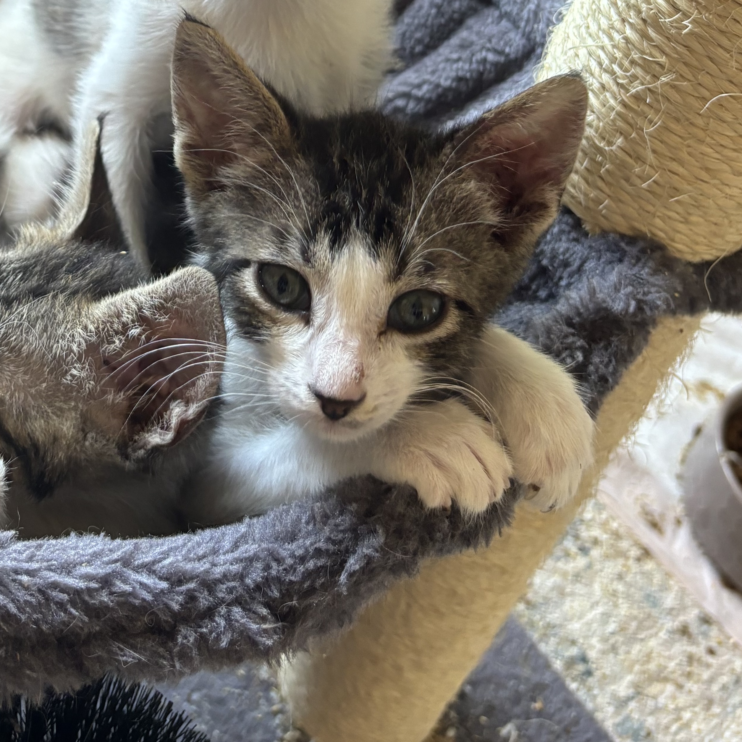 Buzz, a Adoptable American Shorthair in Wildomar, CA image 4/4