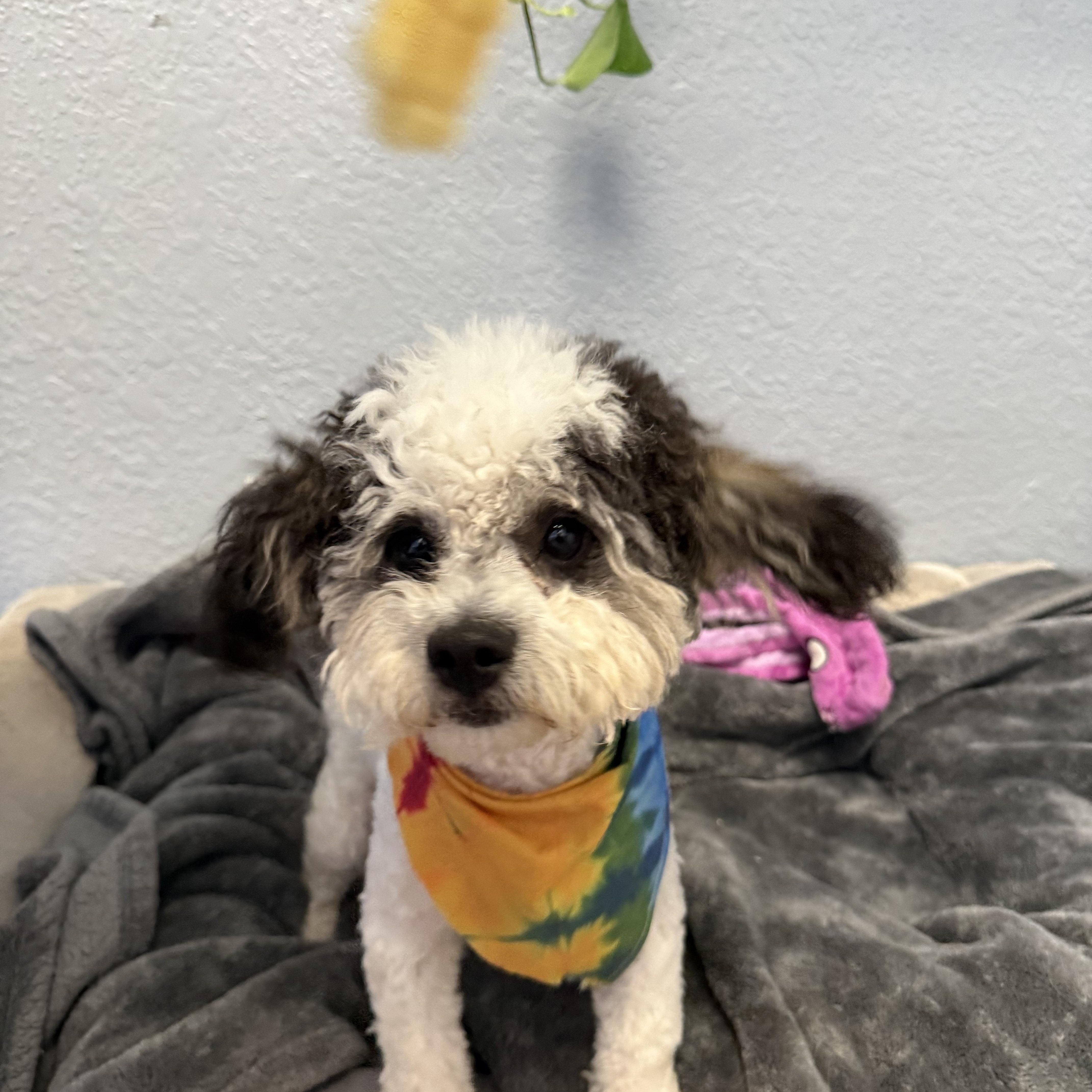 Enlarge Zeke Bananaham, an adopted Shih poo in Belleville, NJ image 3/6