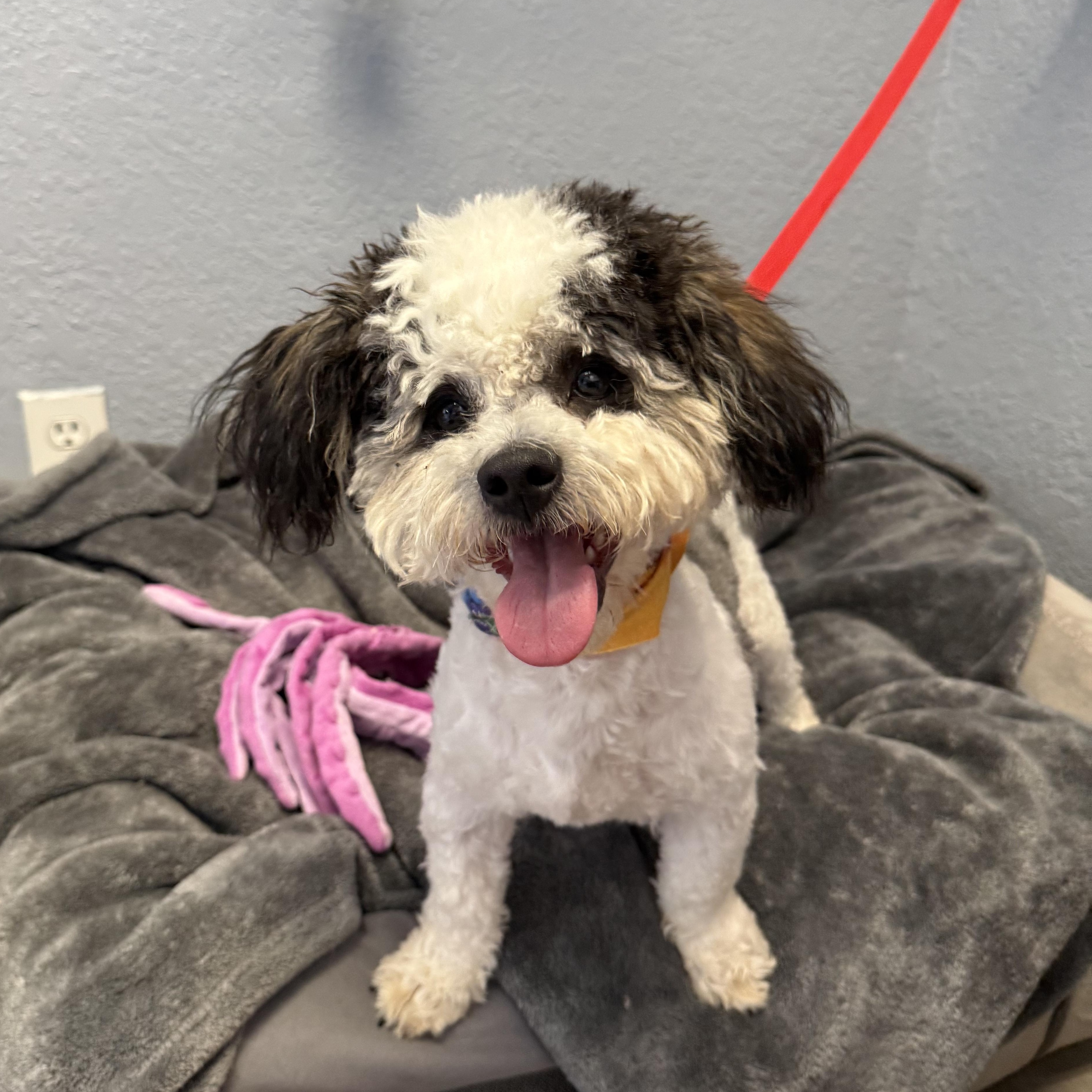 Enlarge Zeke Bananaham, an adopted Shih poo in Belleville, NJ image 5/6