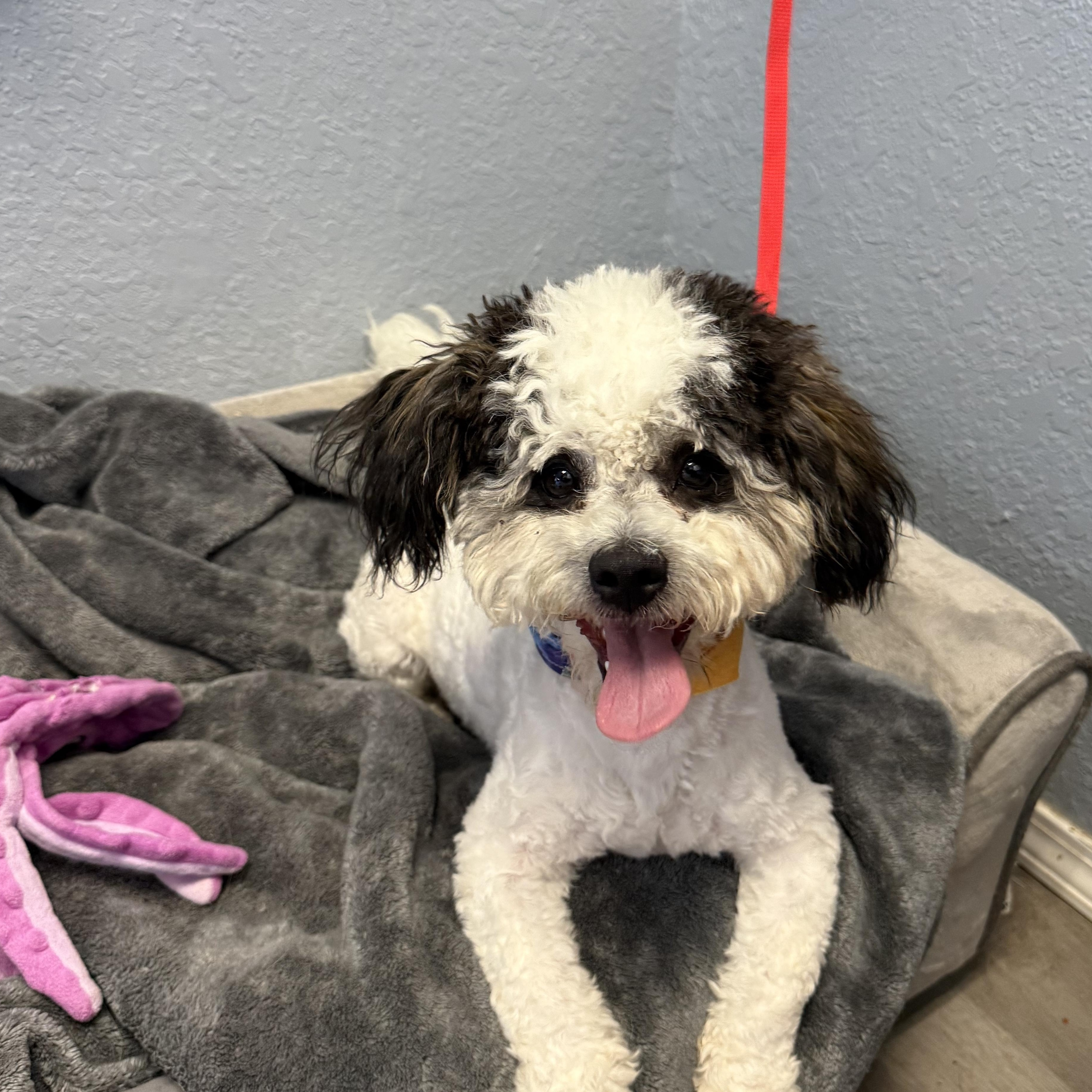Enlarge Zeke Bananaham, an adopted Shih poo in Belleville, NJ image 2/6