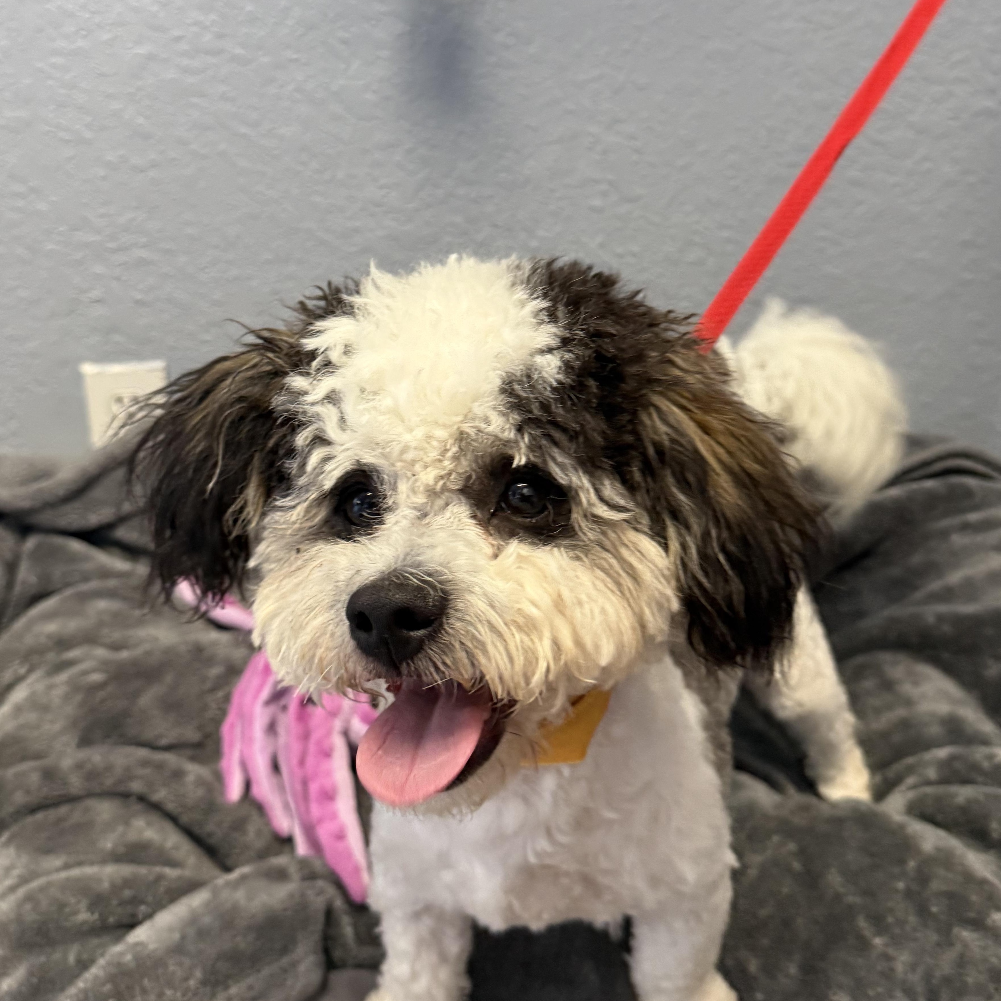 Enlarge Zeke Bananaham, an adopted Shih poo in Belleville, NJ image 4/6
