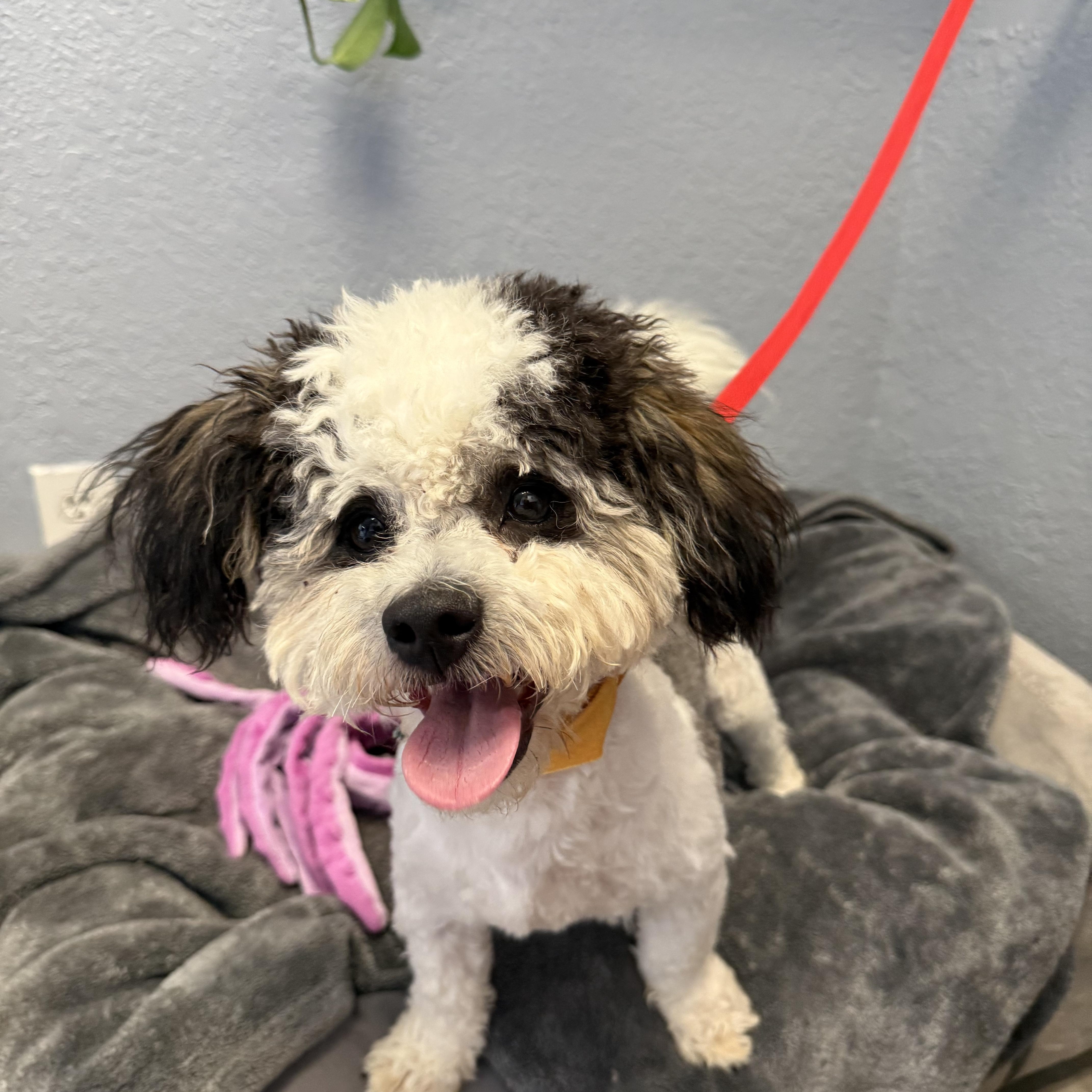 Zeke Bananaham, adopted, Adult Male Shih poo.